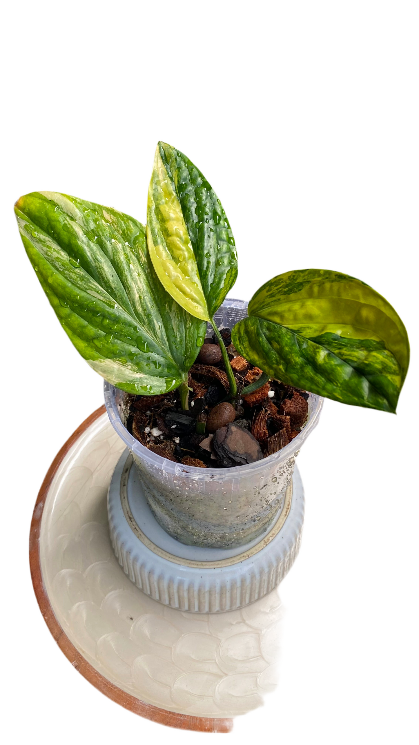 Monstera Peru Variegated