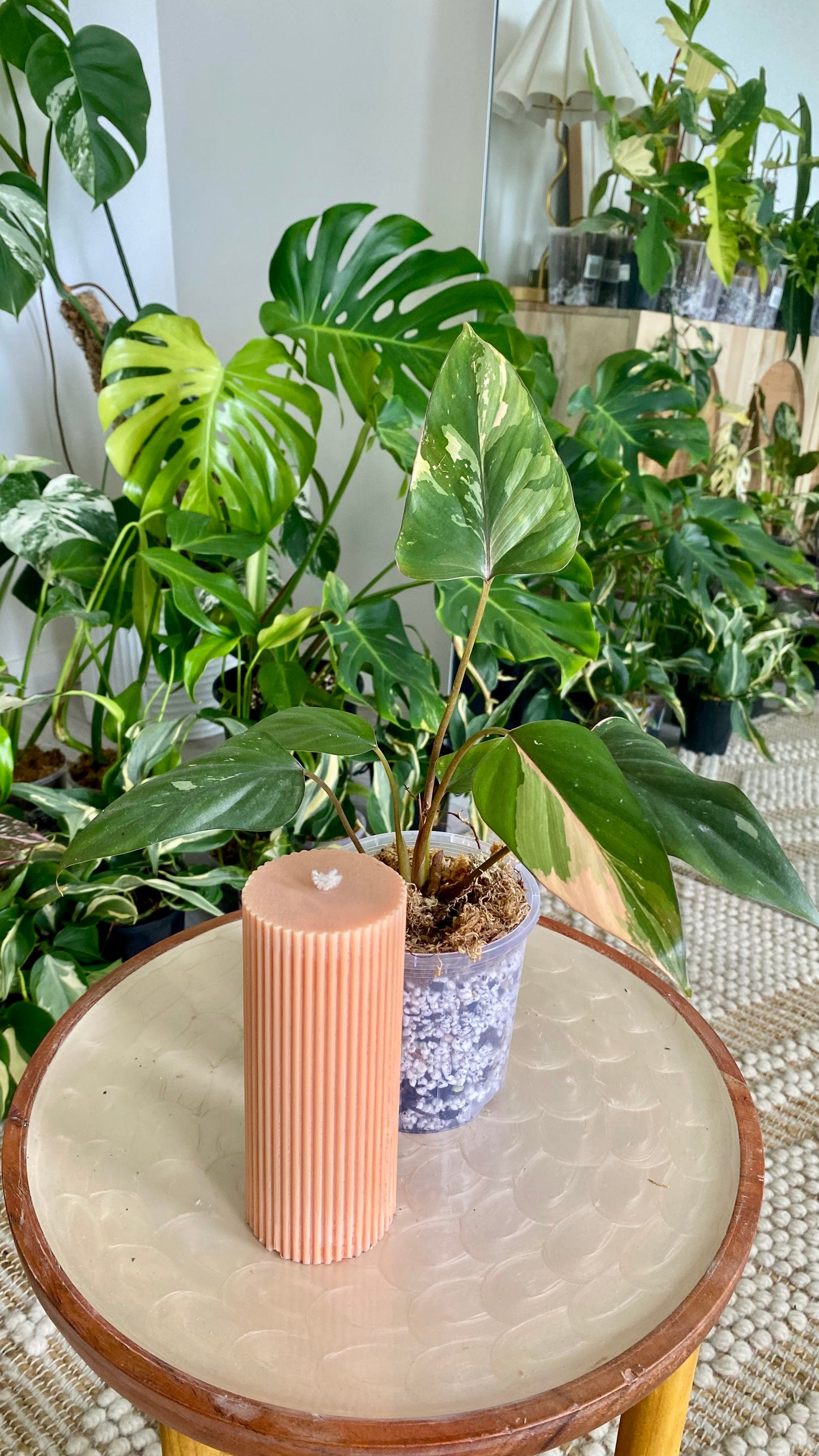 Homalomena Pink Diamond Variegated