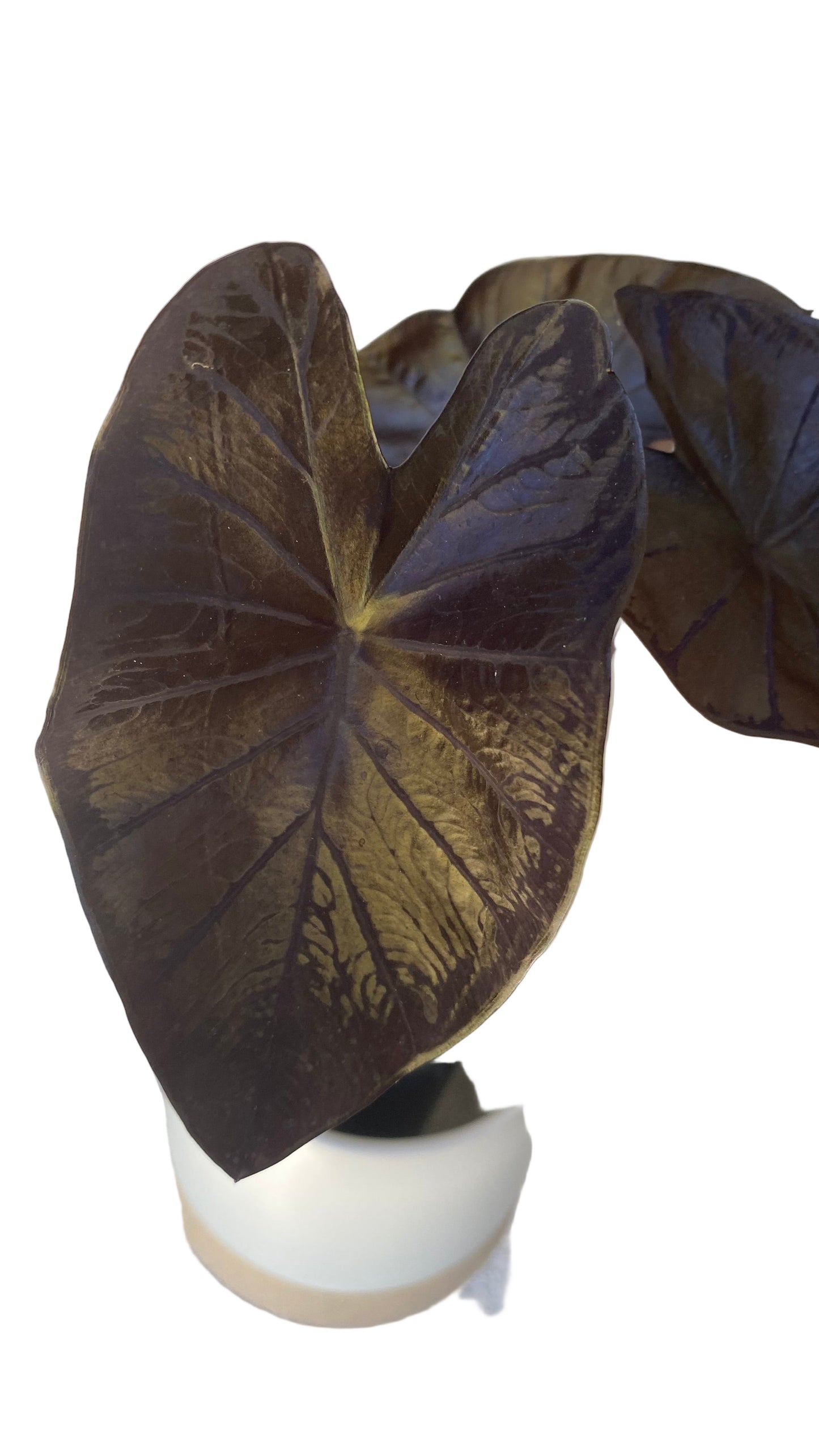 Colocasia Black Coral
