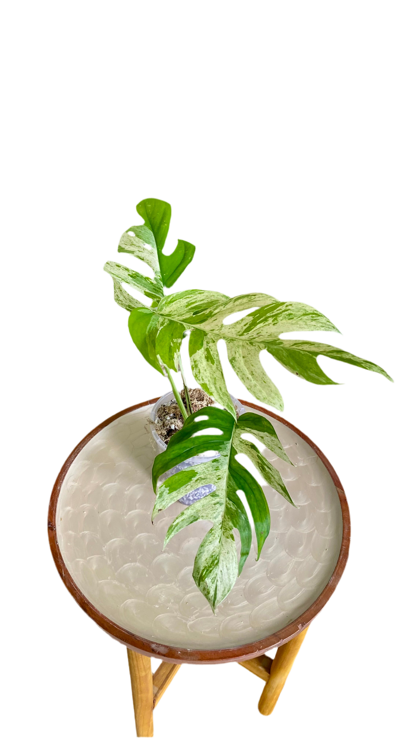 Epipremnum Pinnatum Marble Variegated