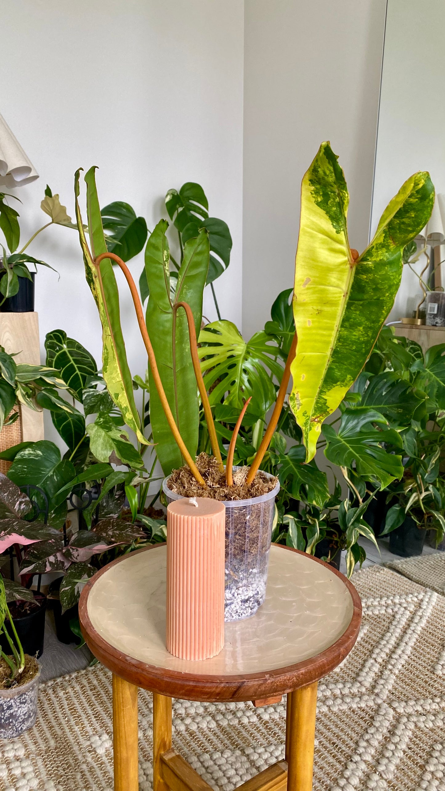 Philodendron Billietiae Variegated
