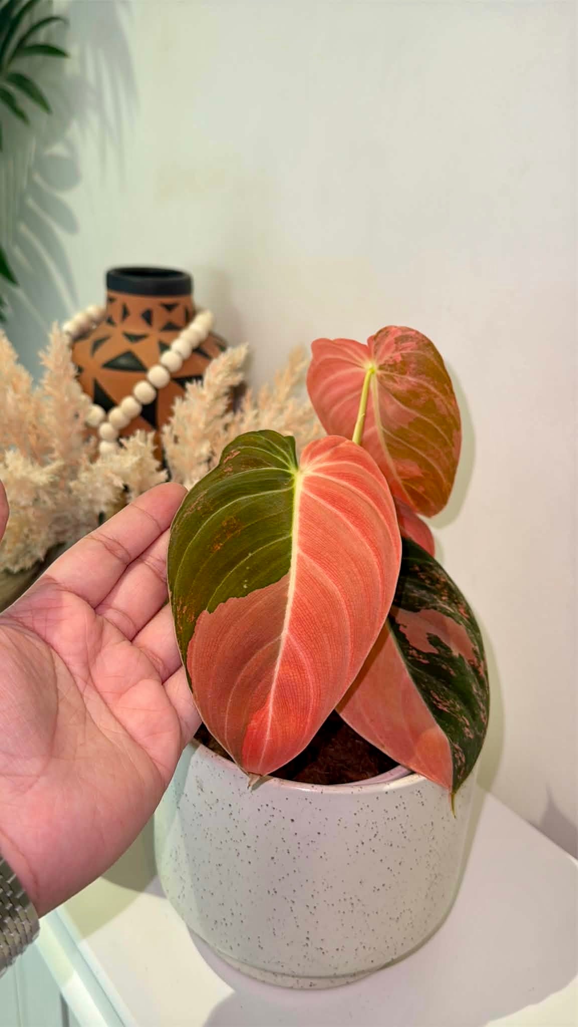 Philodendron Melanochrysum
'Orange/ Pink Bonfire' Variegated