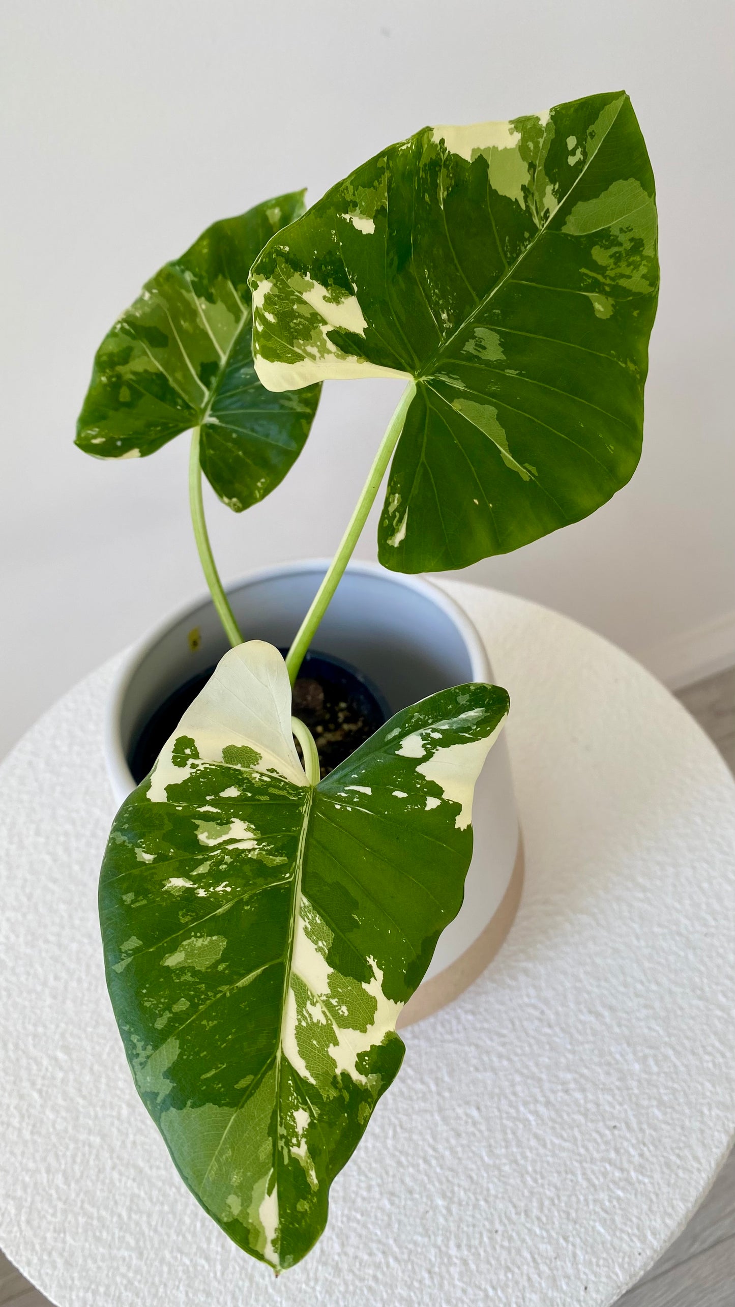 Alocasia maccrorhiza