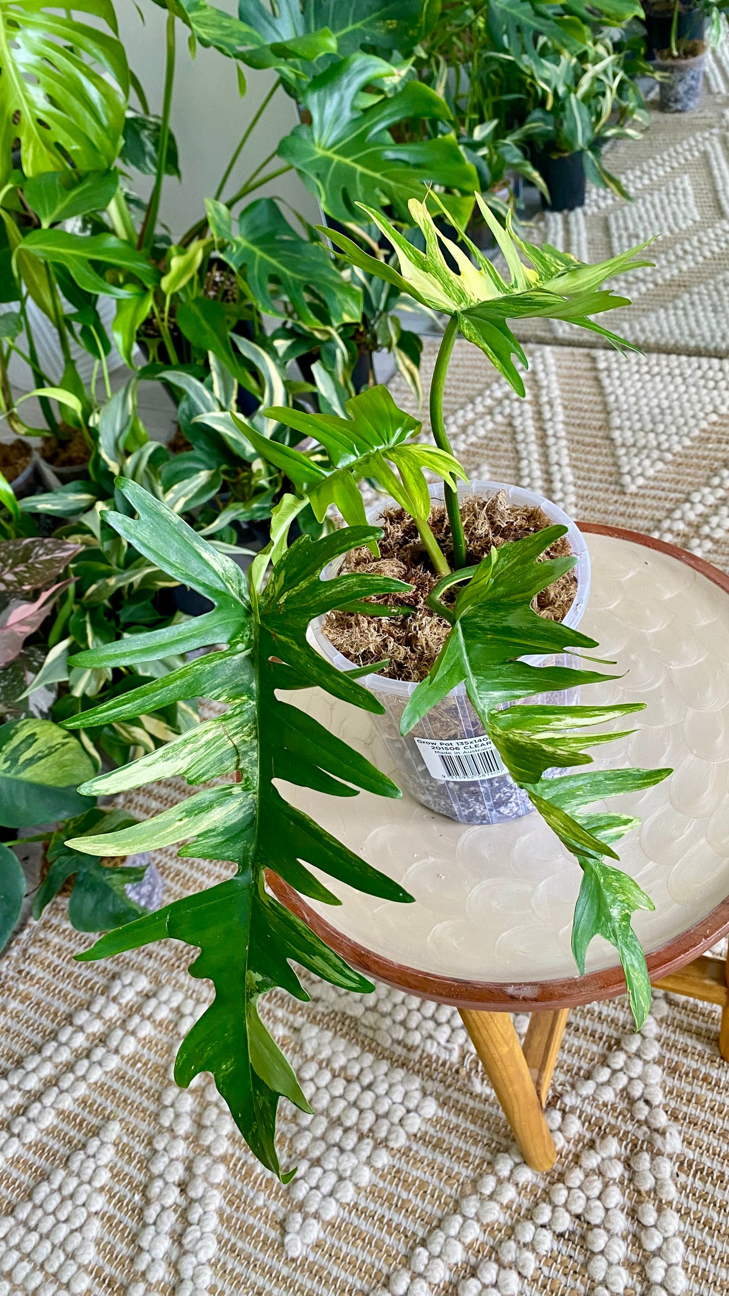 Philodendron Florida Beauty x P. Totum Variegated