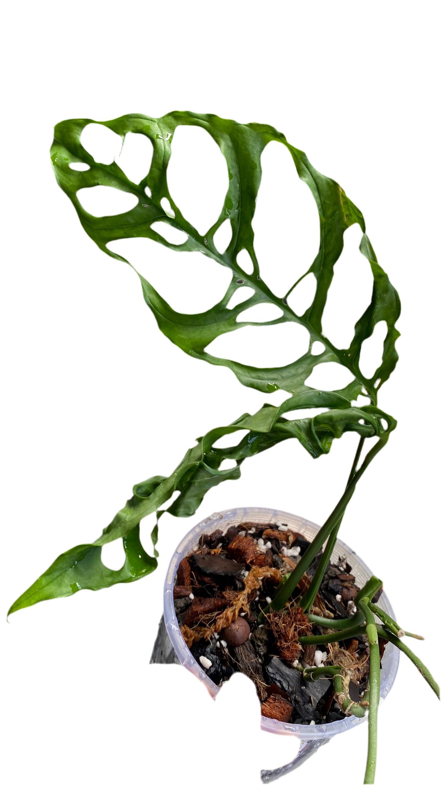 Monstera Obliqua - Peru