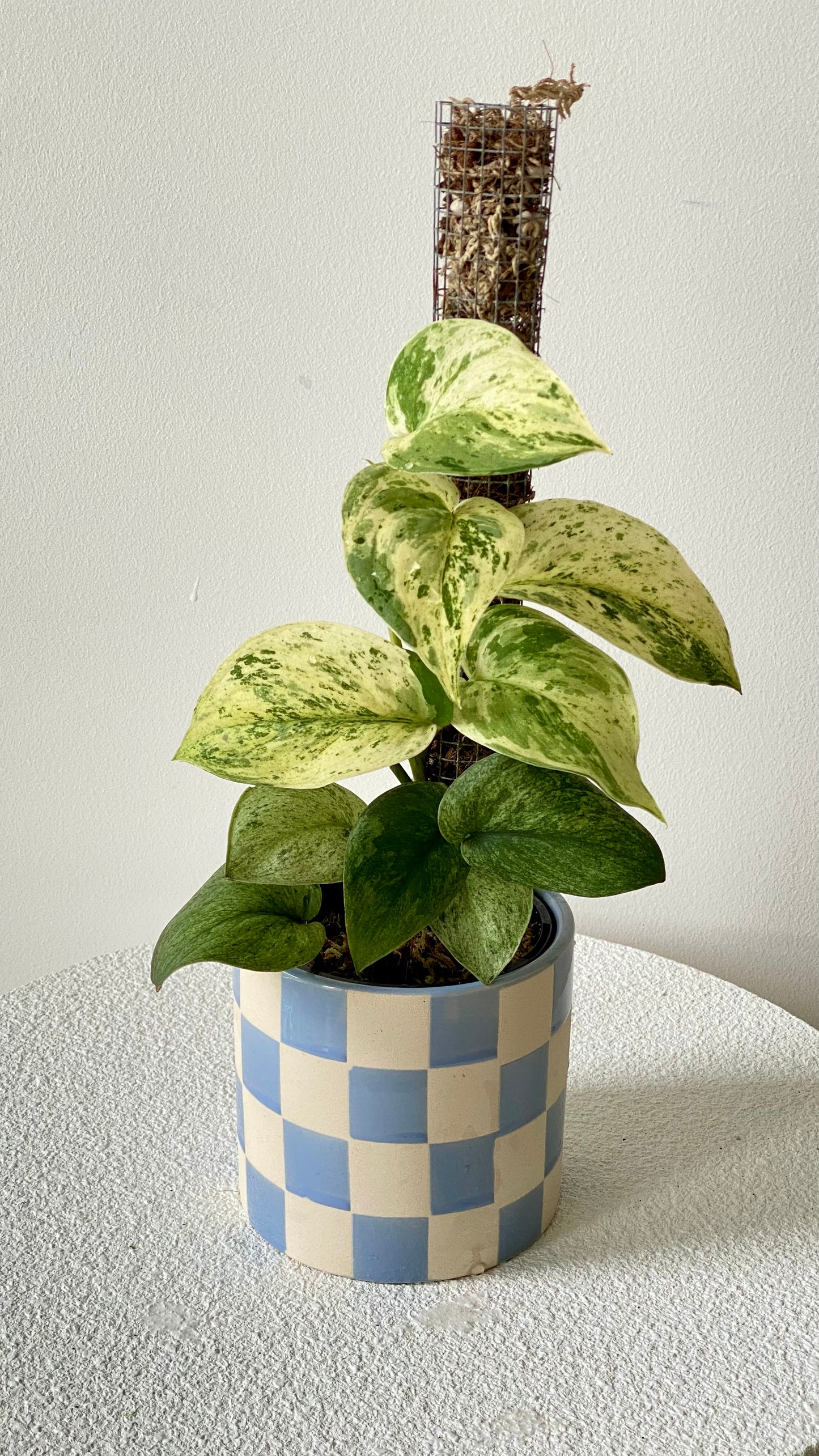 Scindapsus Jade Satin Mint