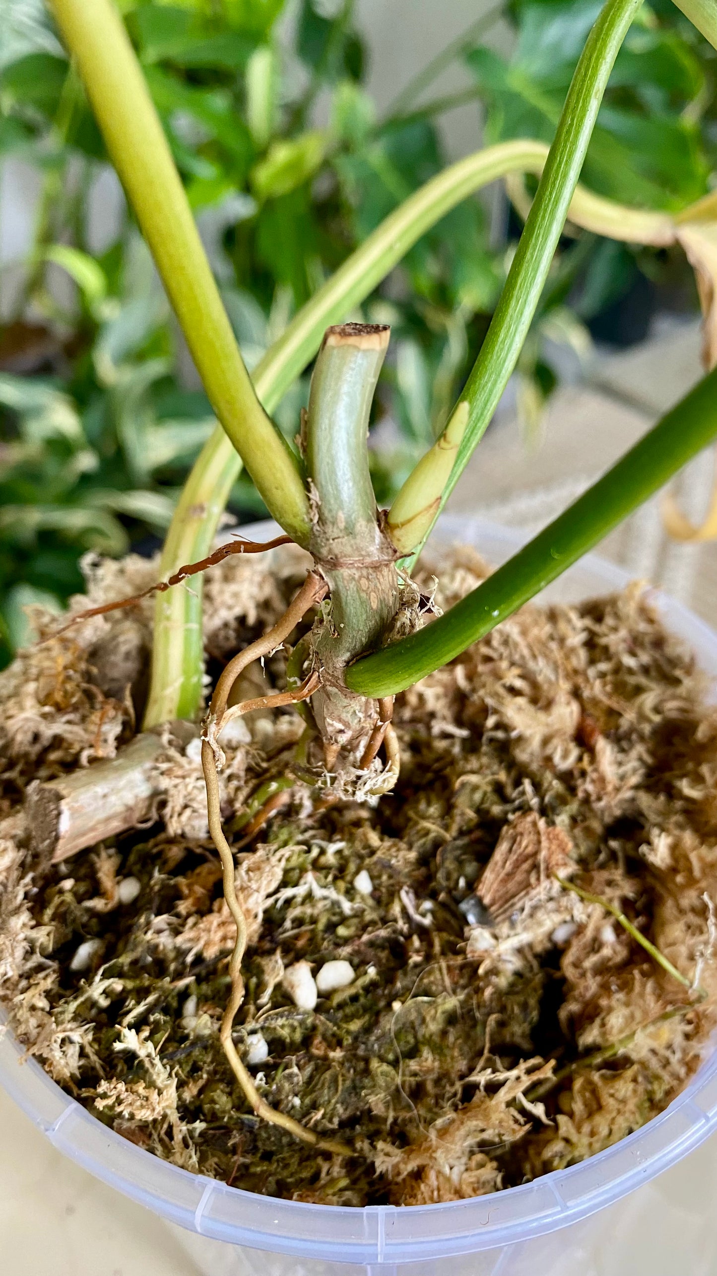Philodendron Florida Beauty x P. Totum Variegated