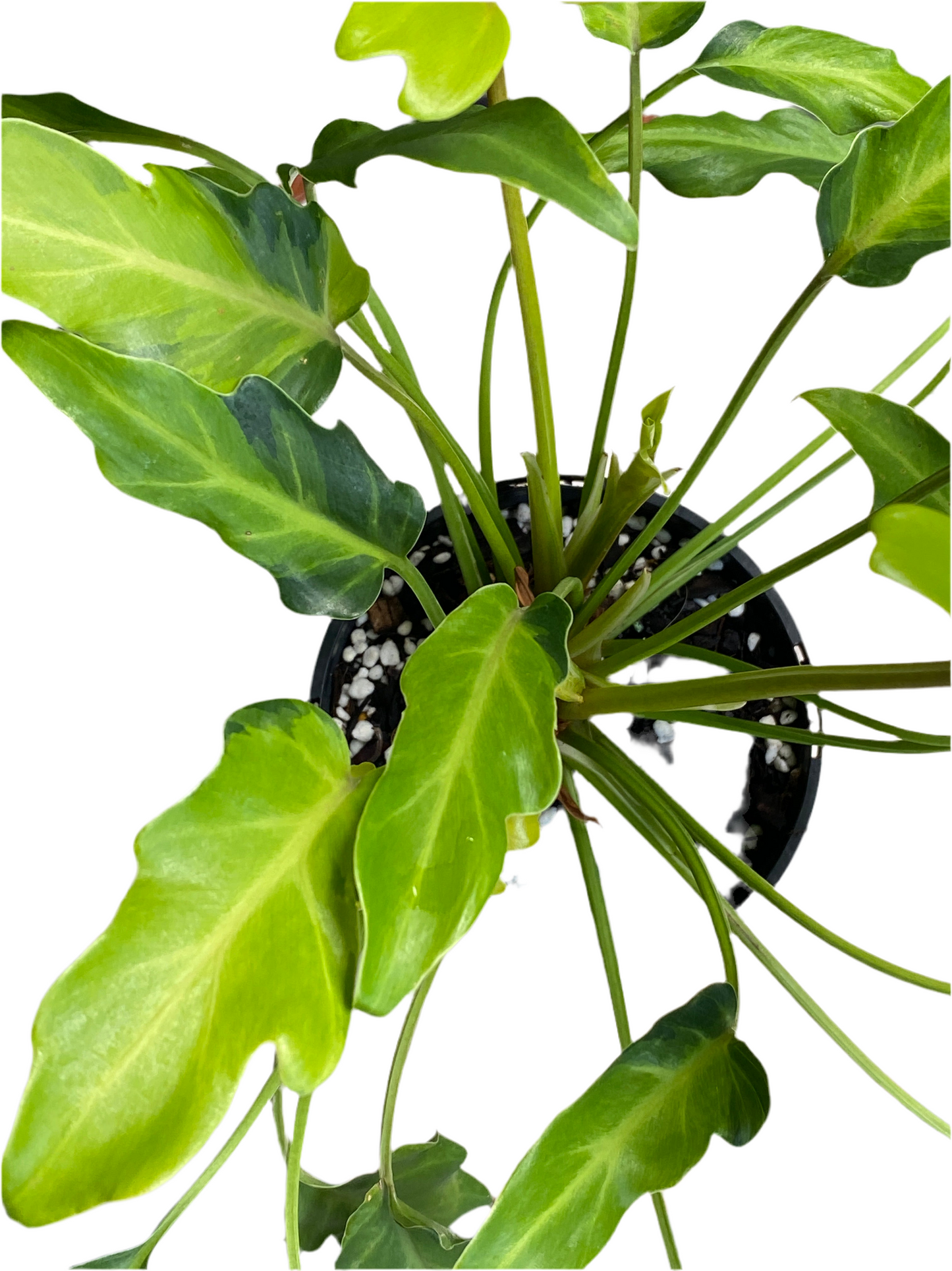Philodendron Xanadu Variegated
