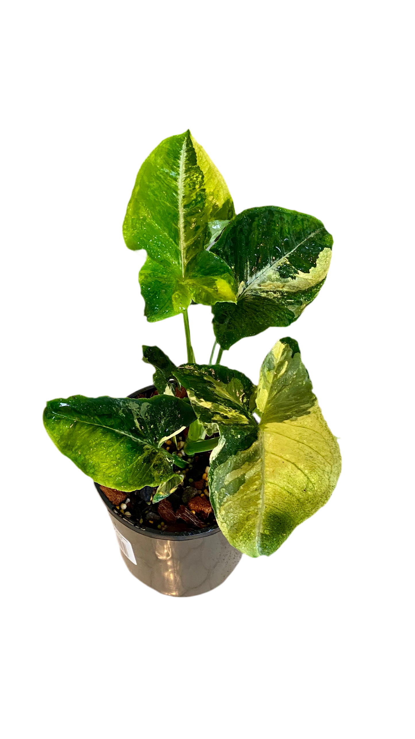 Syngonium Scrambled Eggs