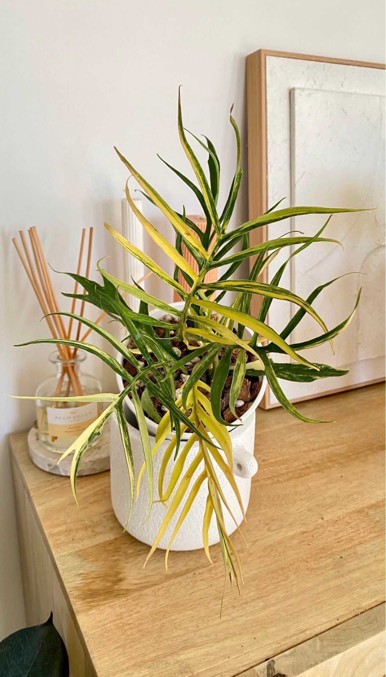 Philodendron Totum Variegated
