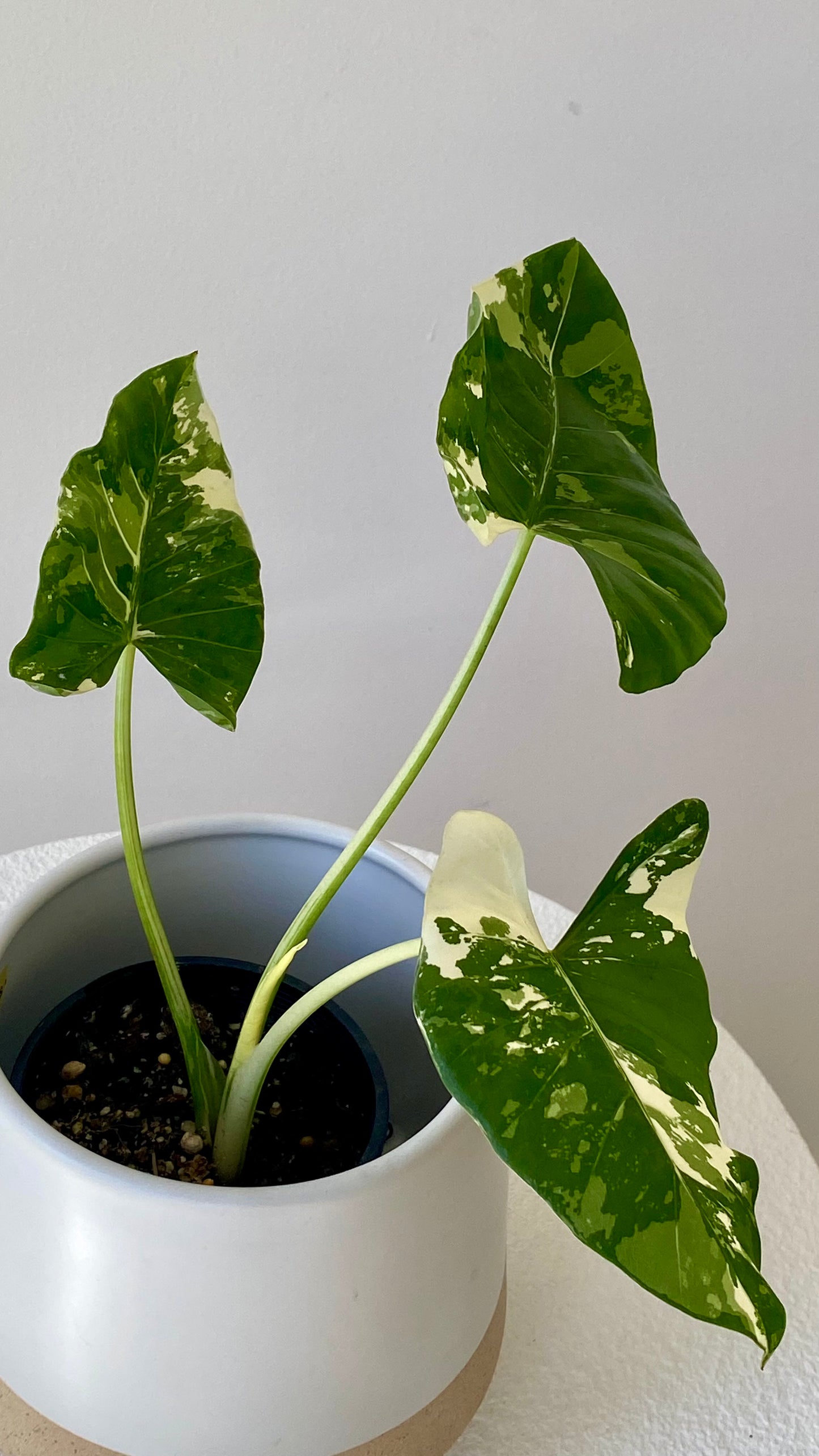 Alocasia maccrorhiza