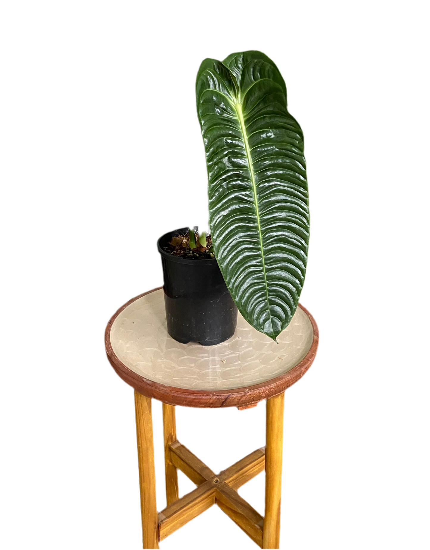 Anthurium Vietchii - King of Anthuriums