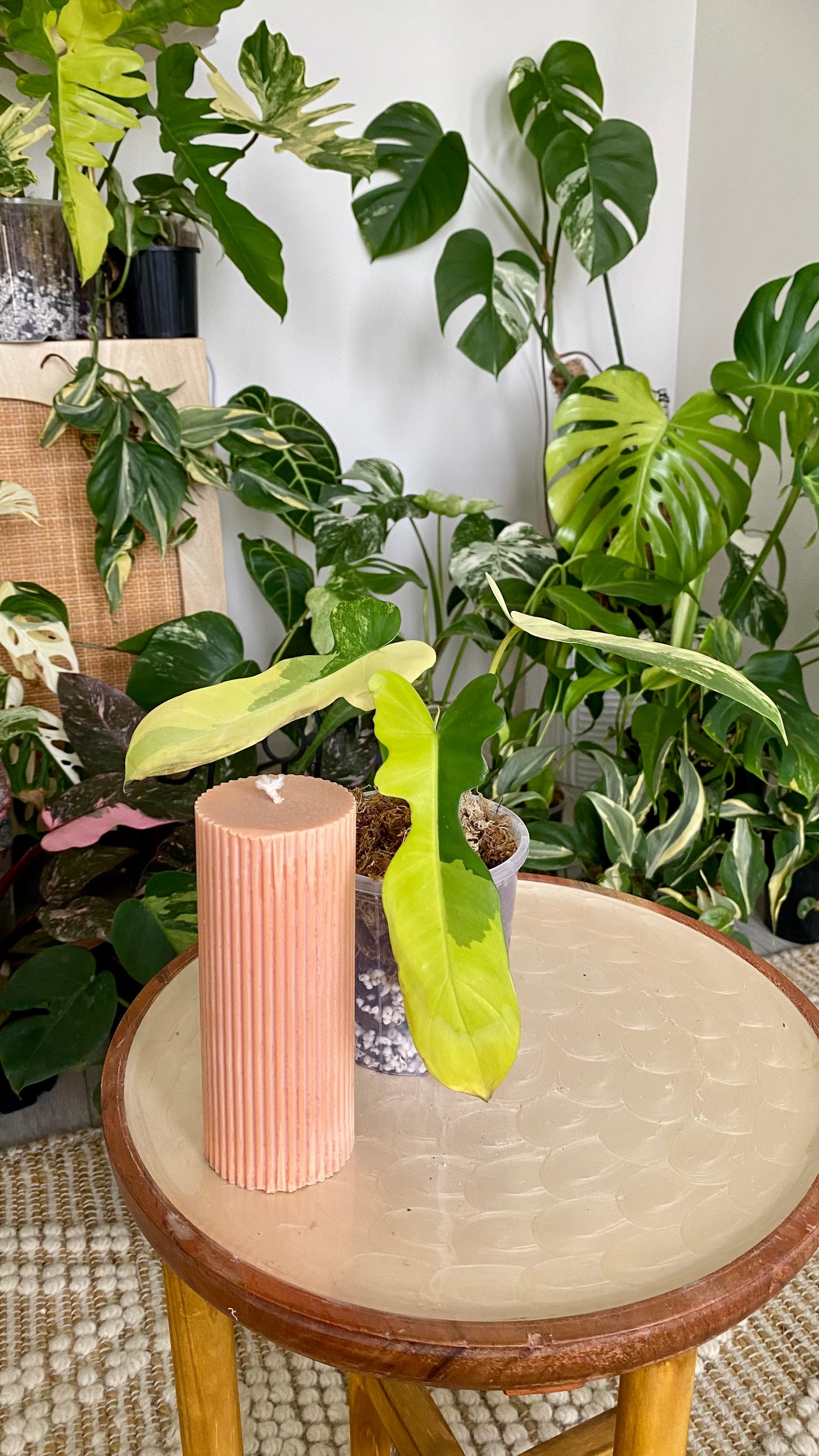 Philodendron Beauty * P. Mayoi Variegated