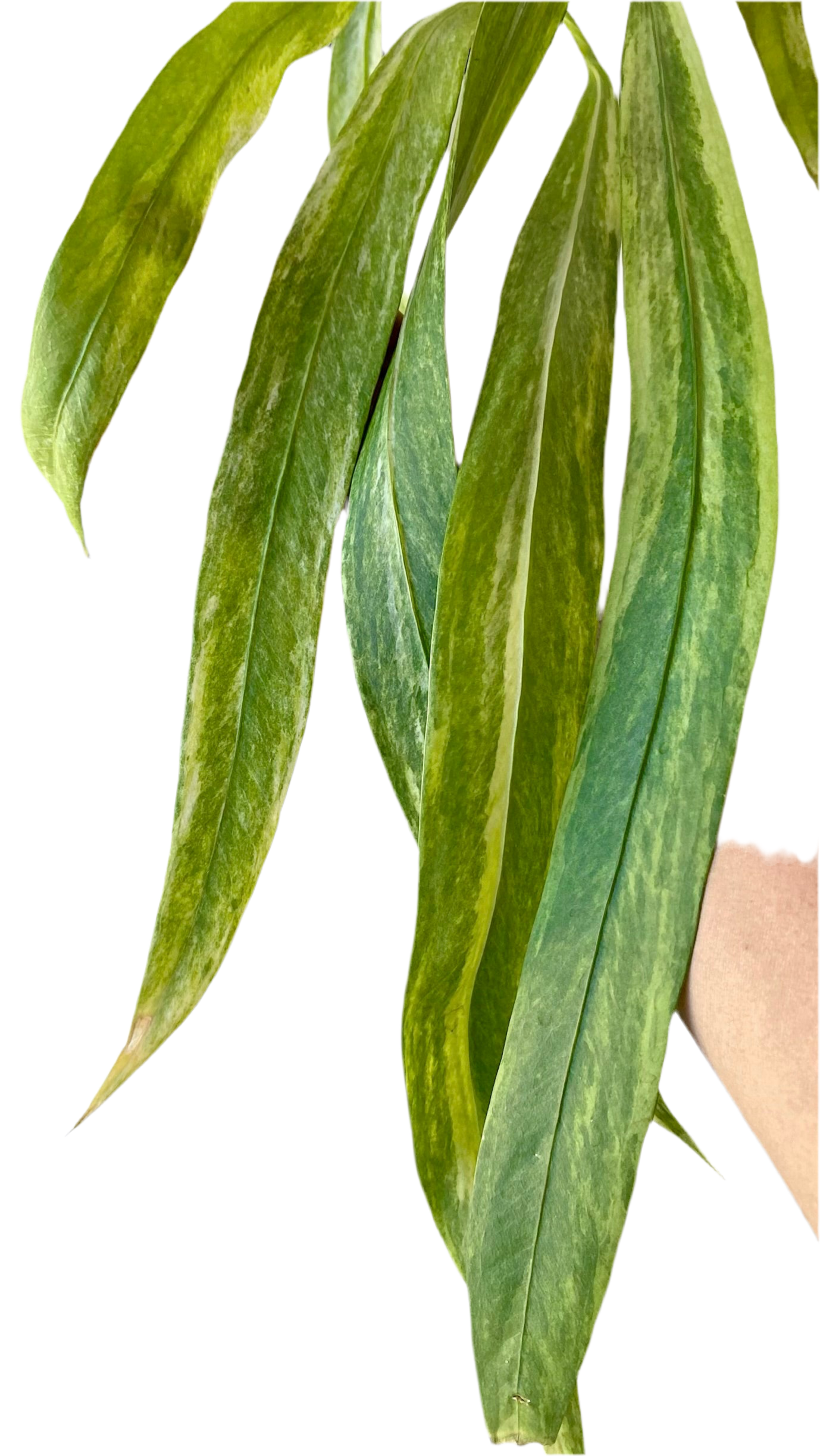 Anthurium Vittarifolium Variegated