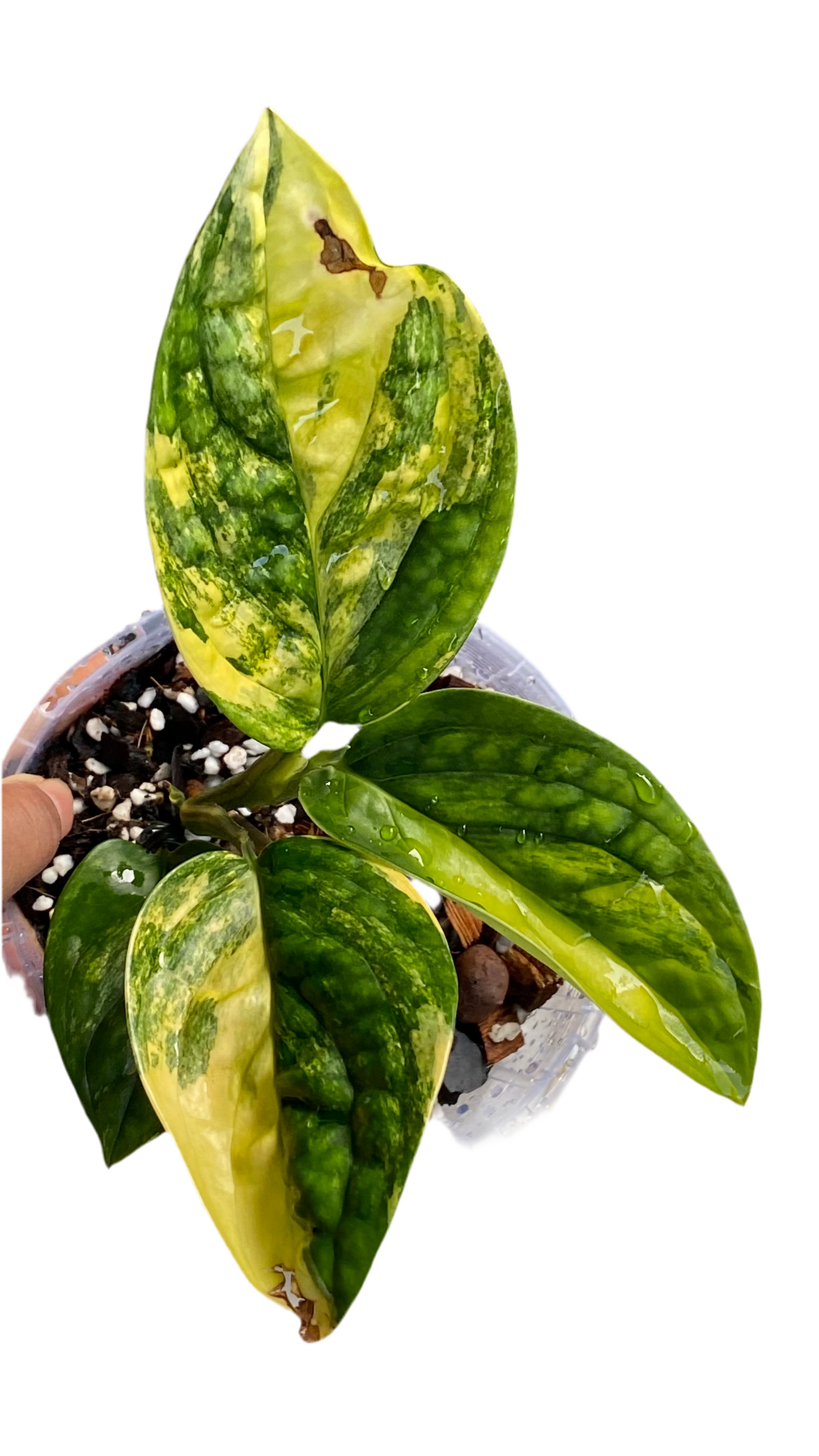 Monstera Peru Variegated