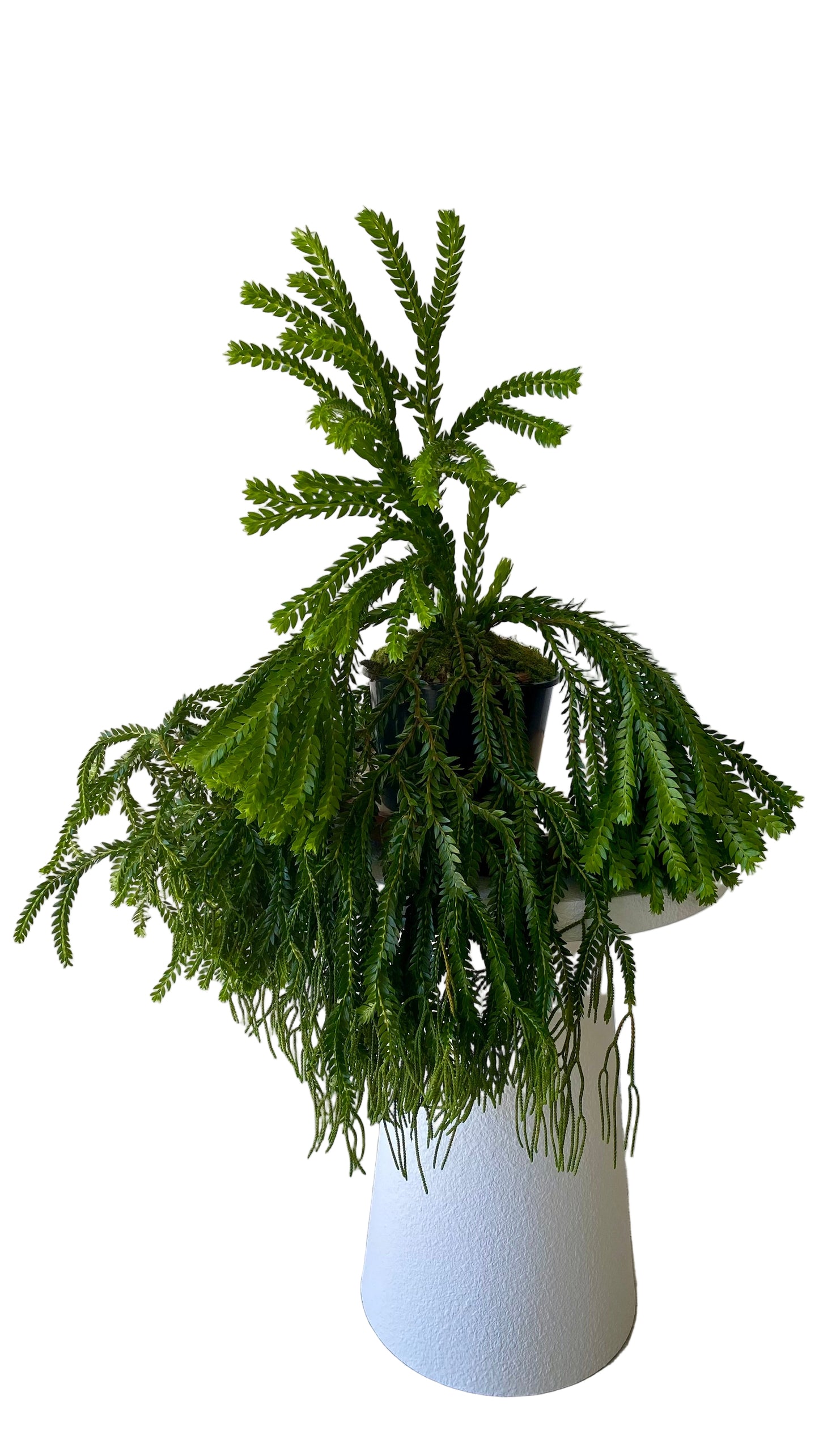 Layered Tassels Ferns XXL
