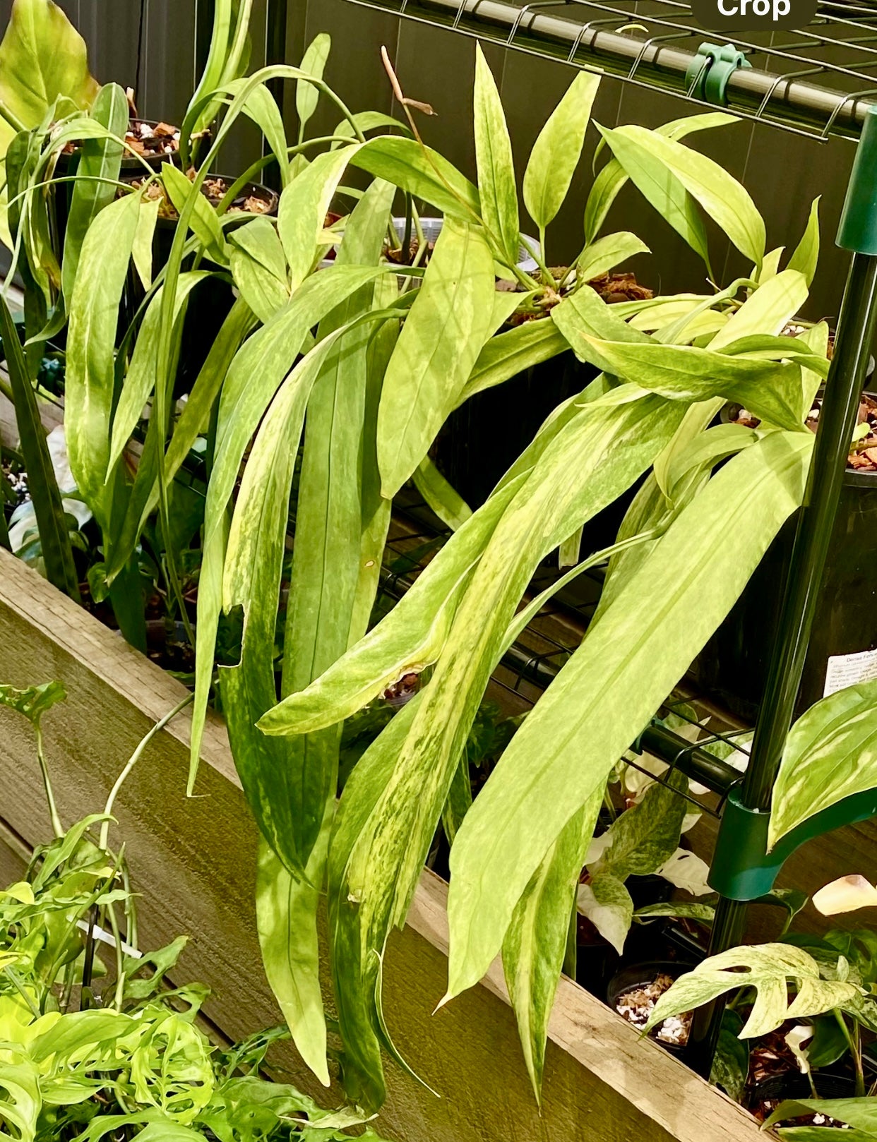 Anthurium Vittarifolium Variegated