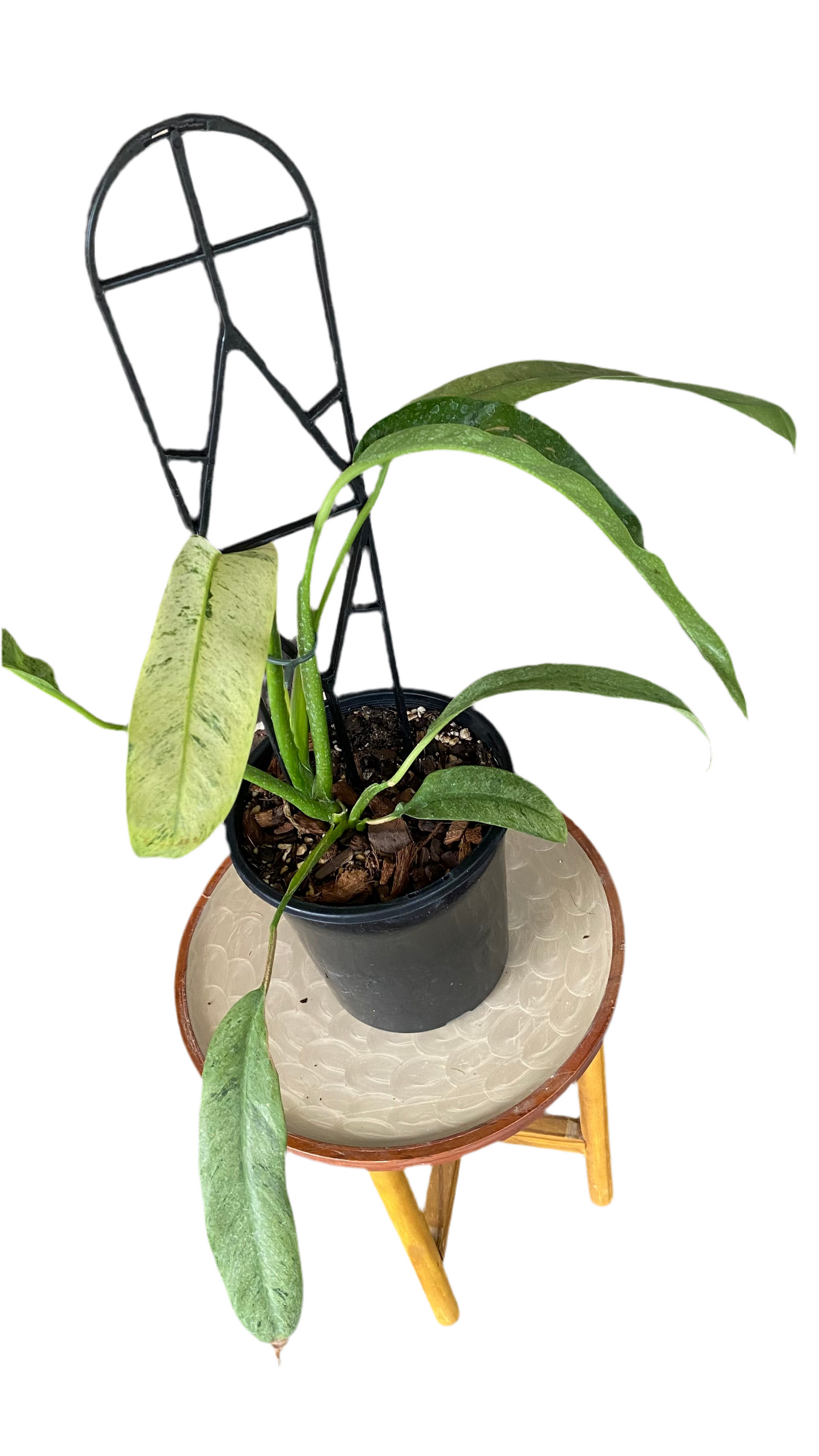 Epipremnum Giganteum Variegated