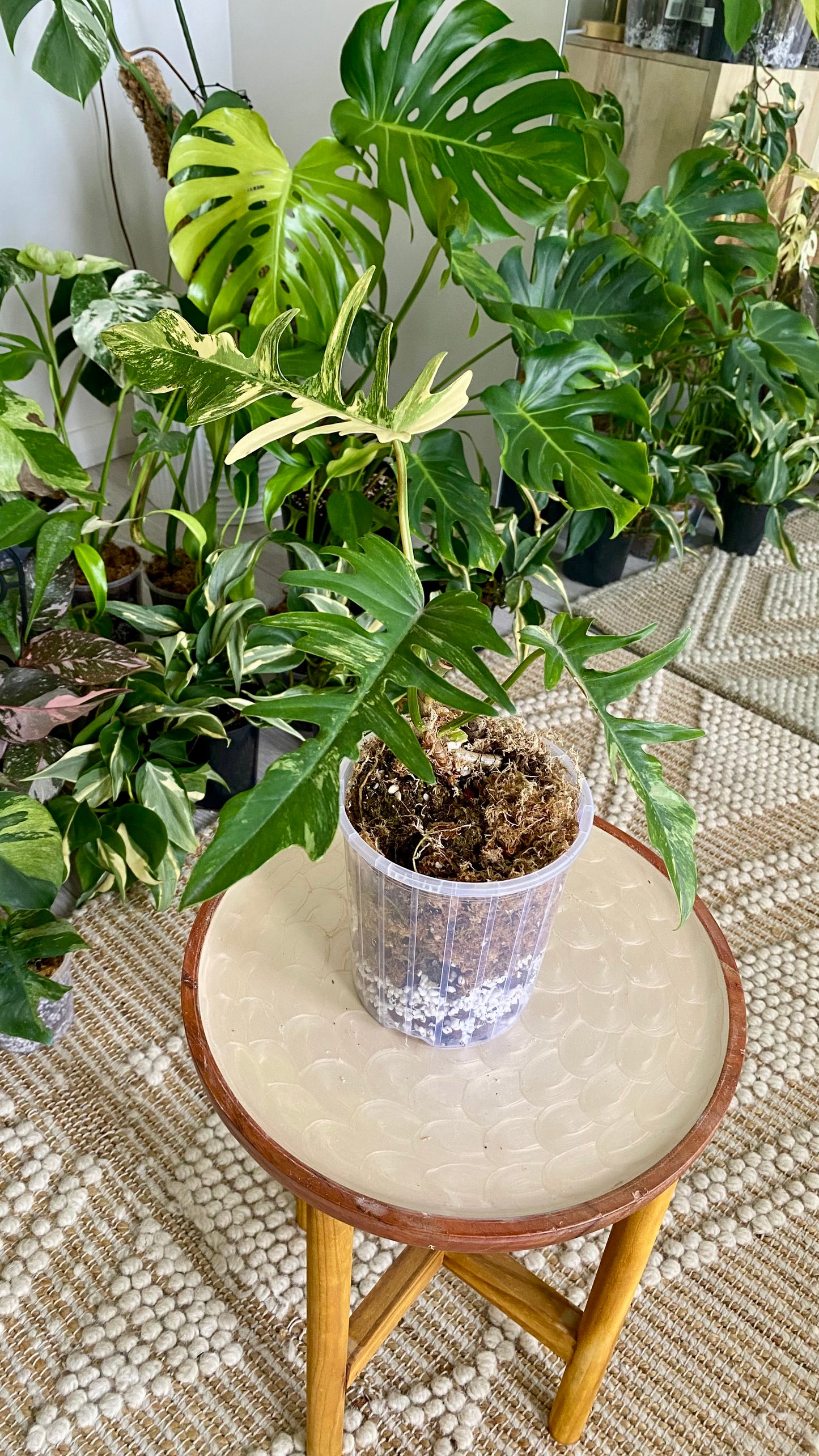 Philodendron Florida Beauty x P. Totum Variegated