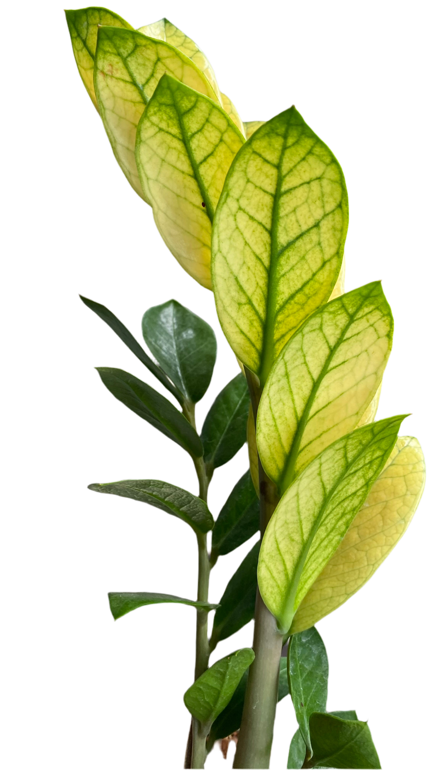 Zamioculcas Zamiifolia - Akebono