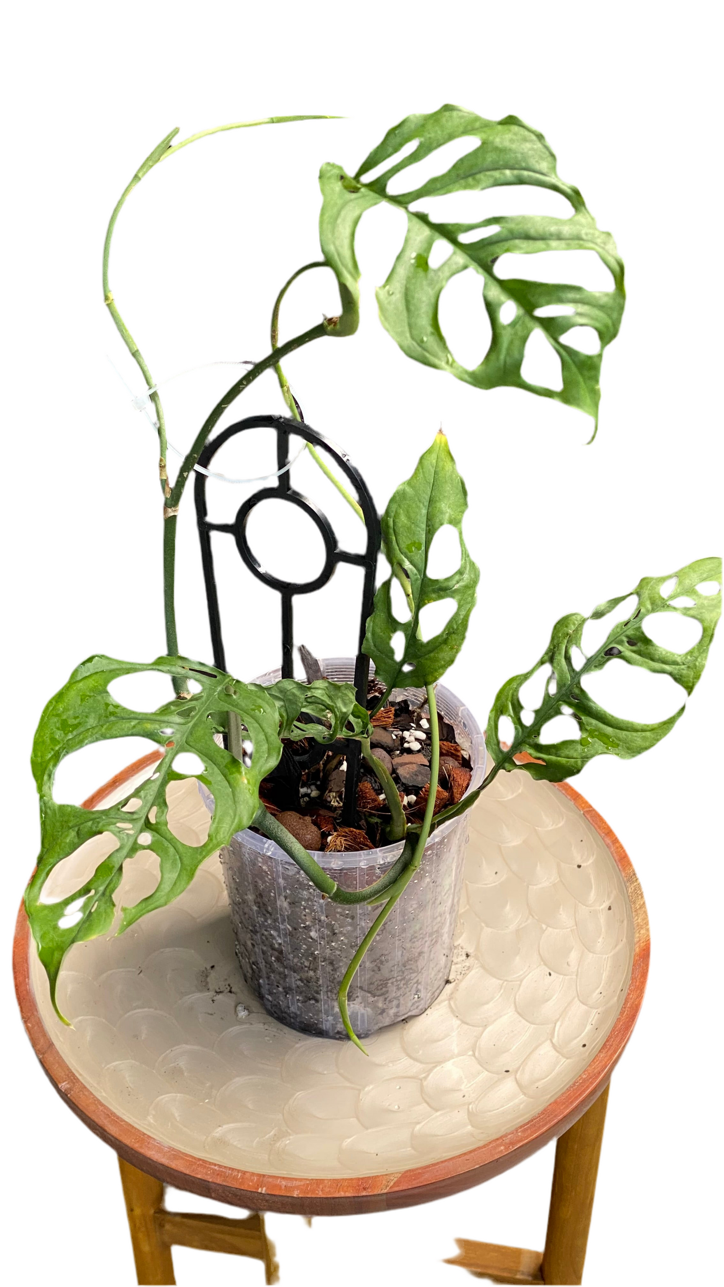 Monstera Obliqua - Peru