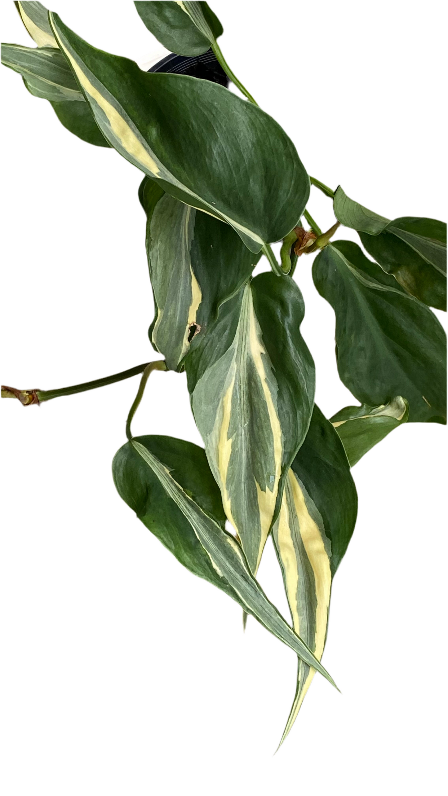 Philodendron Hederaceum - Rio