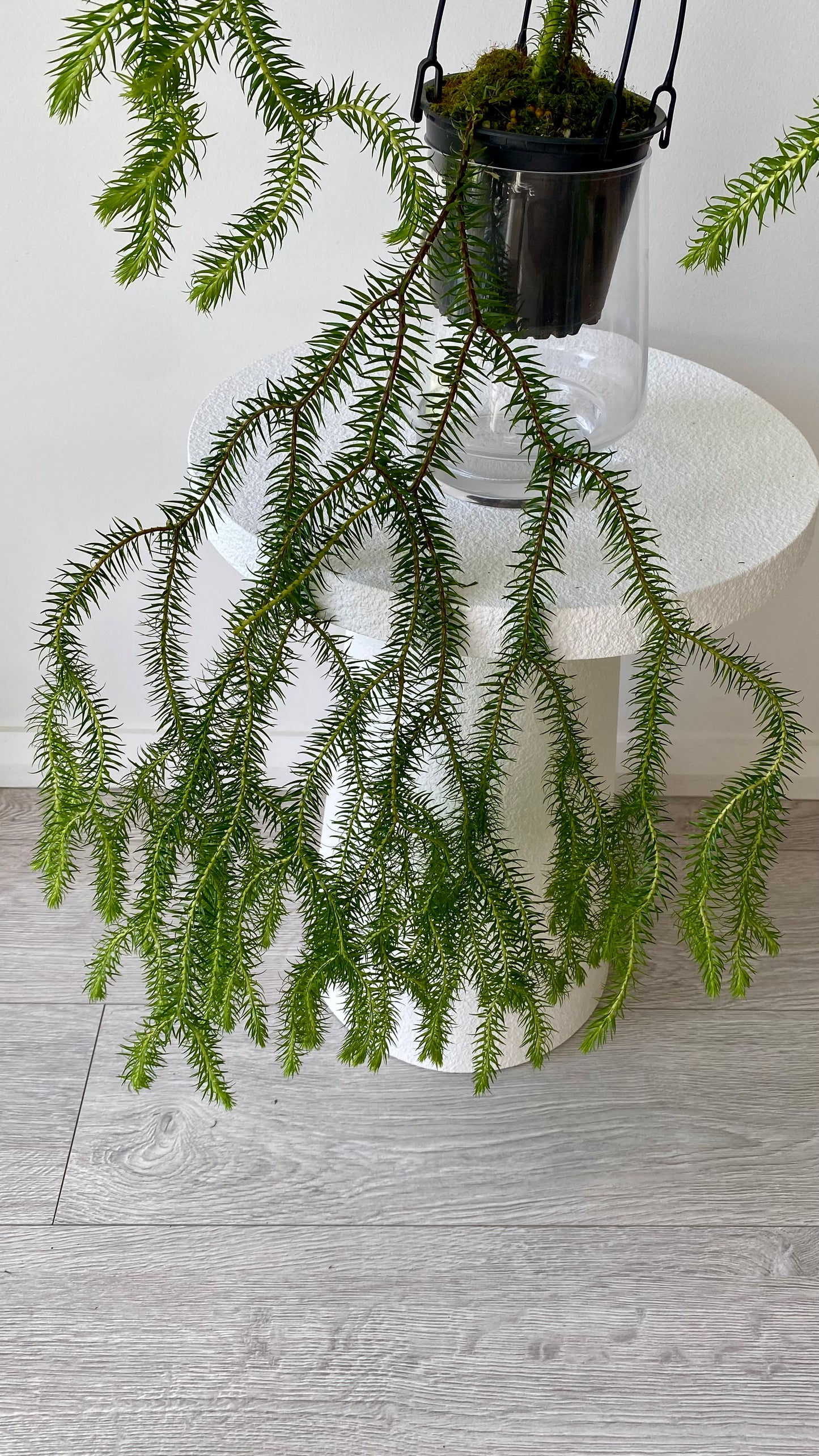 Queensland Fine Rock Tassel Fern
