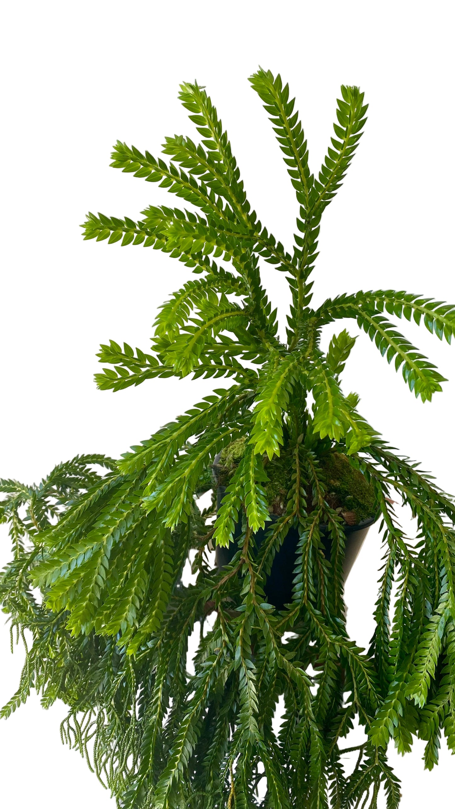 Layered Tassels Ferns XXL