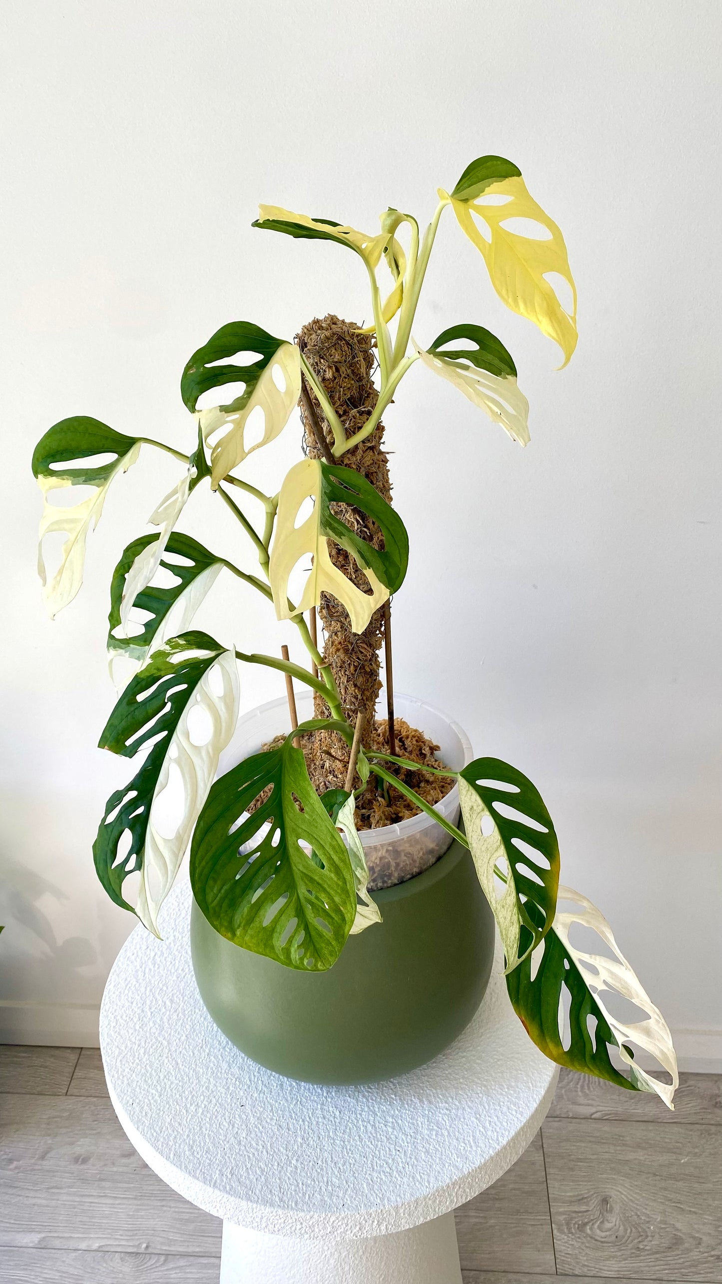 Monstera Adansonii Variegated