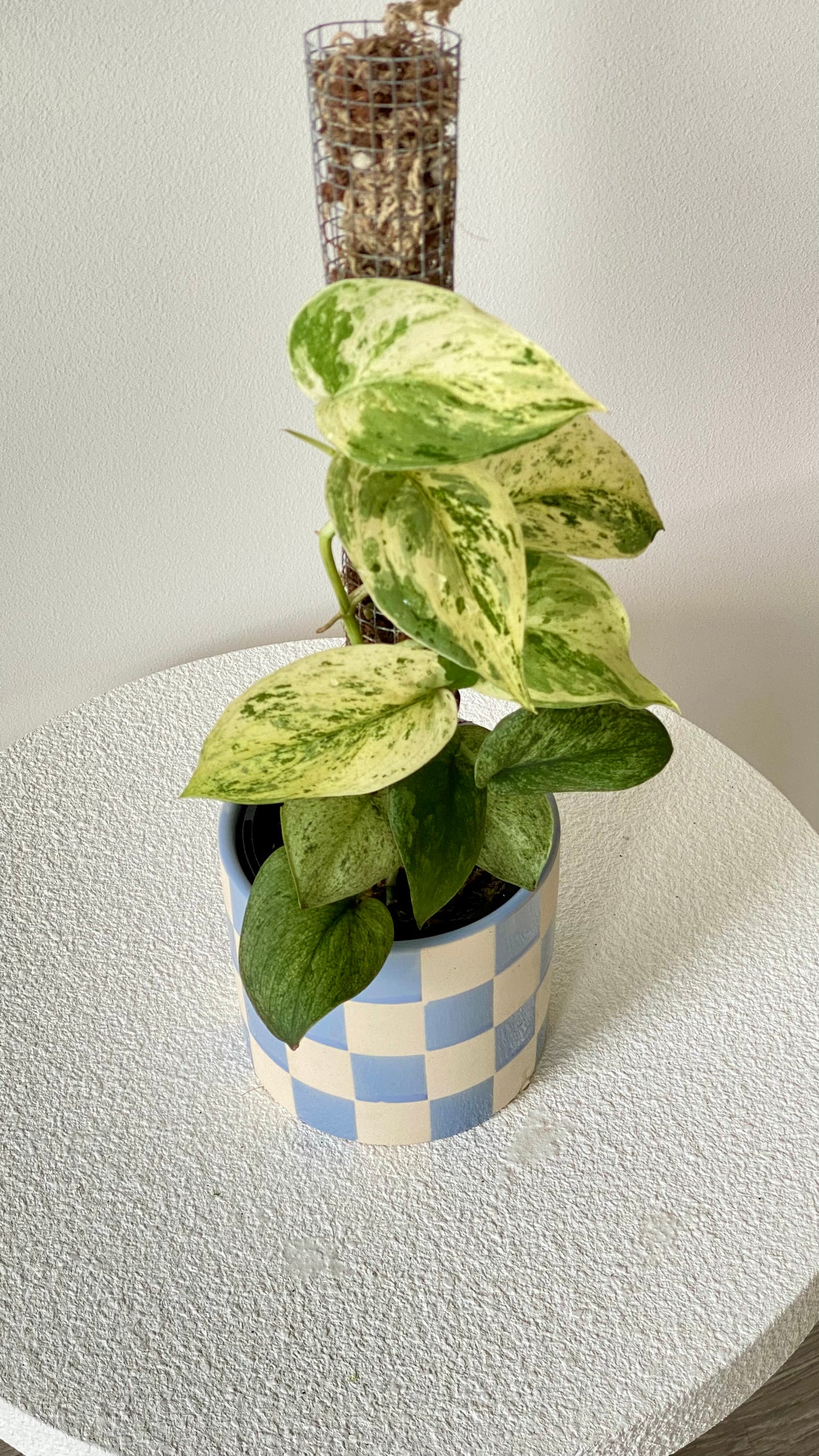 Scindapsus Jade Satin Mint