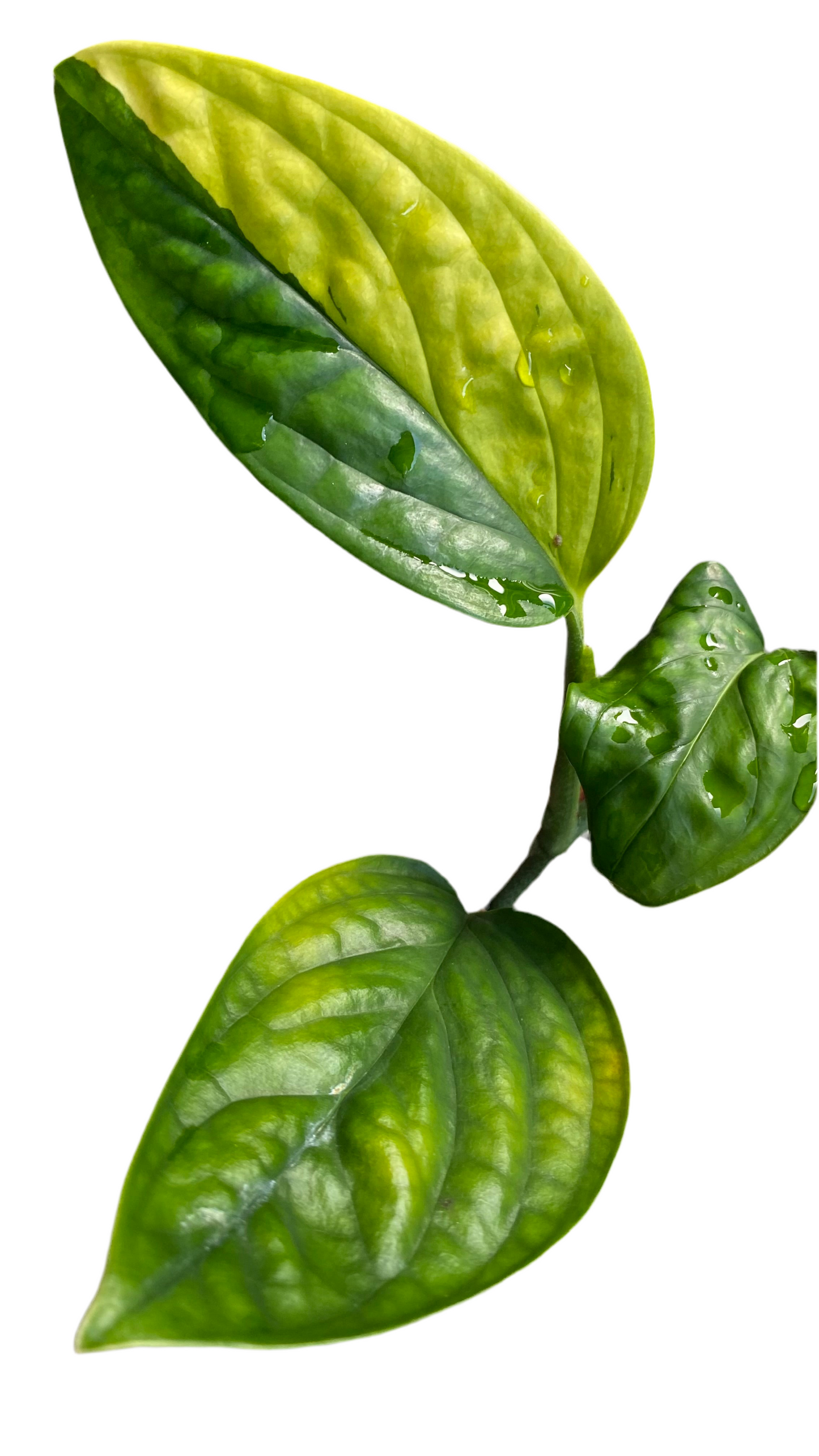 Monstera Peru Variegated