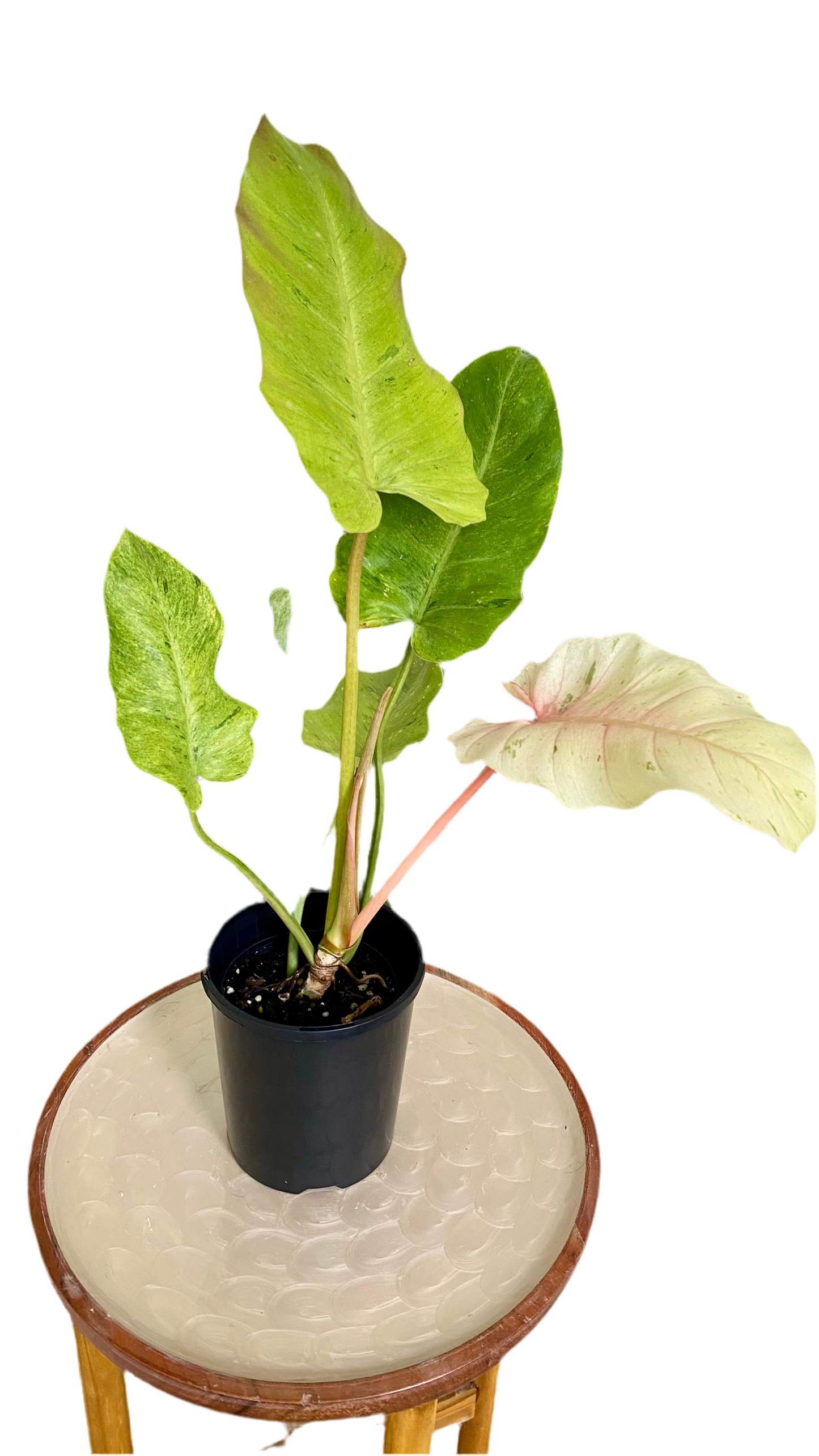 Philodendron Snowdrift