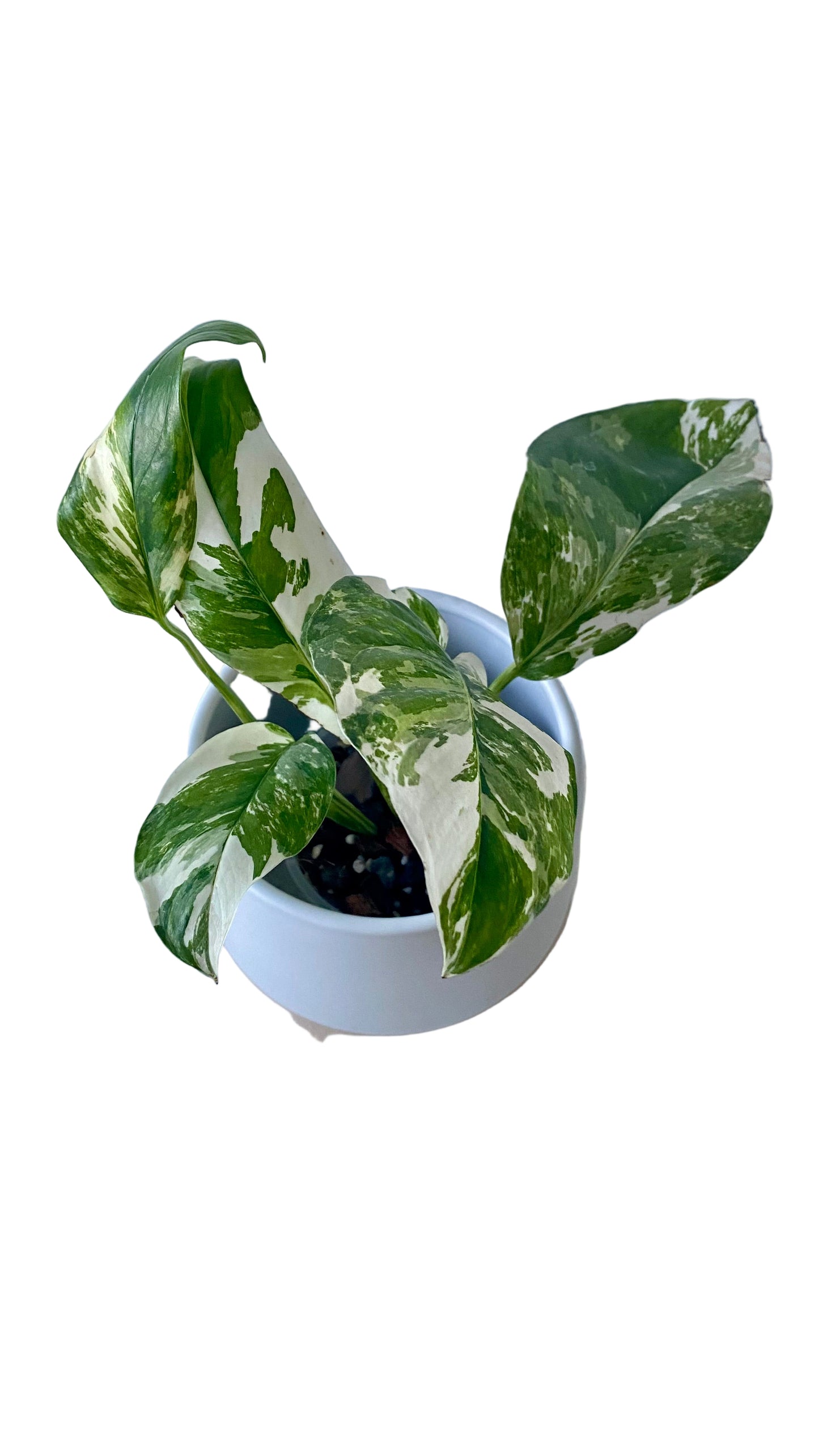 Monstera Lechleriana Variegated