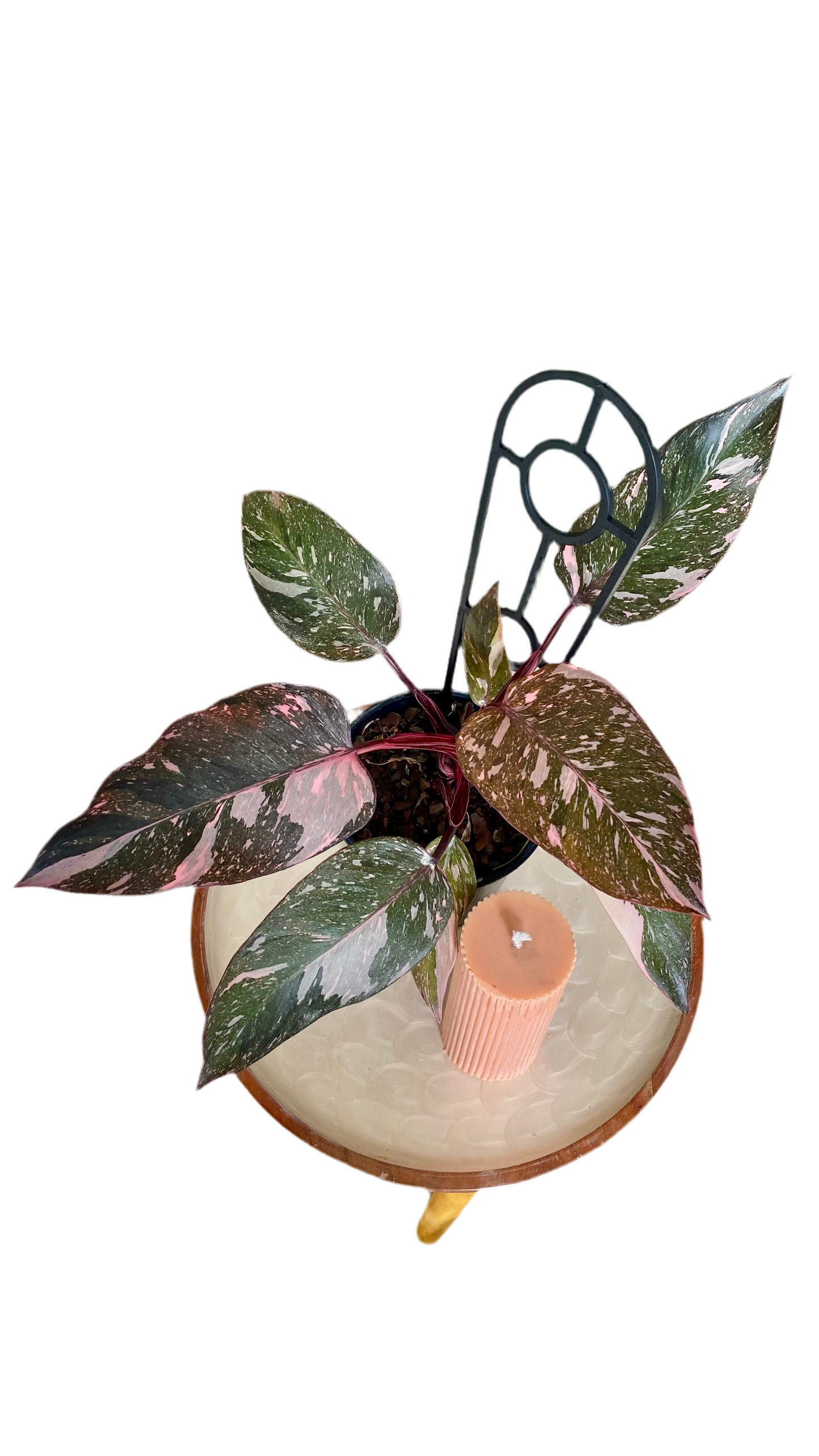 Philodendron Pink Princess Mable Galaxy