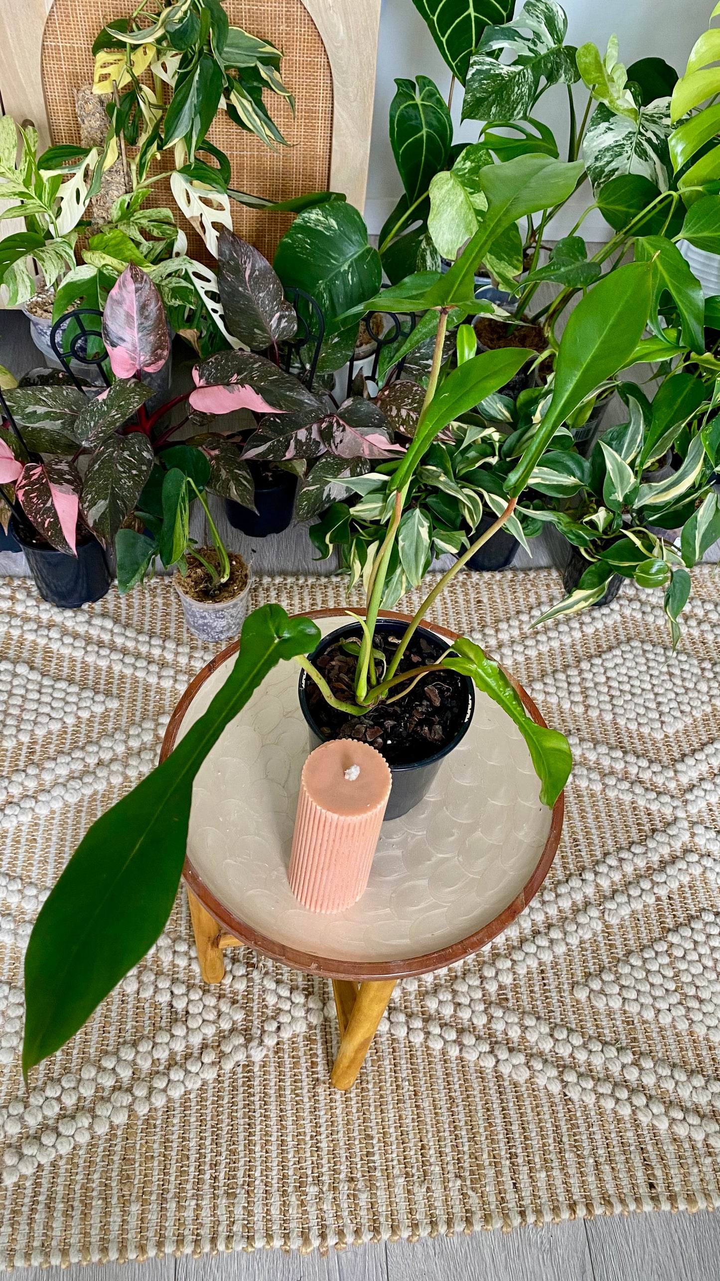 Philodendron Joepii
