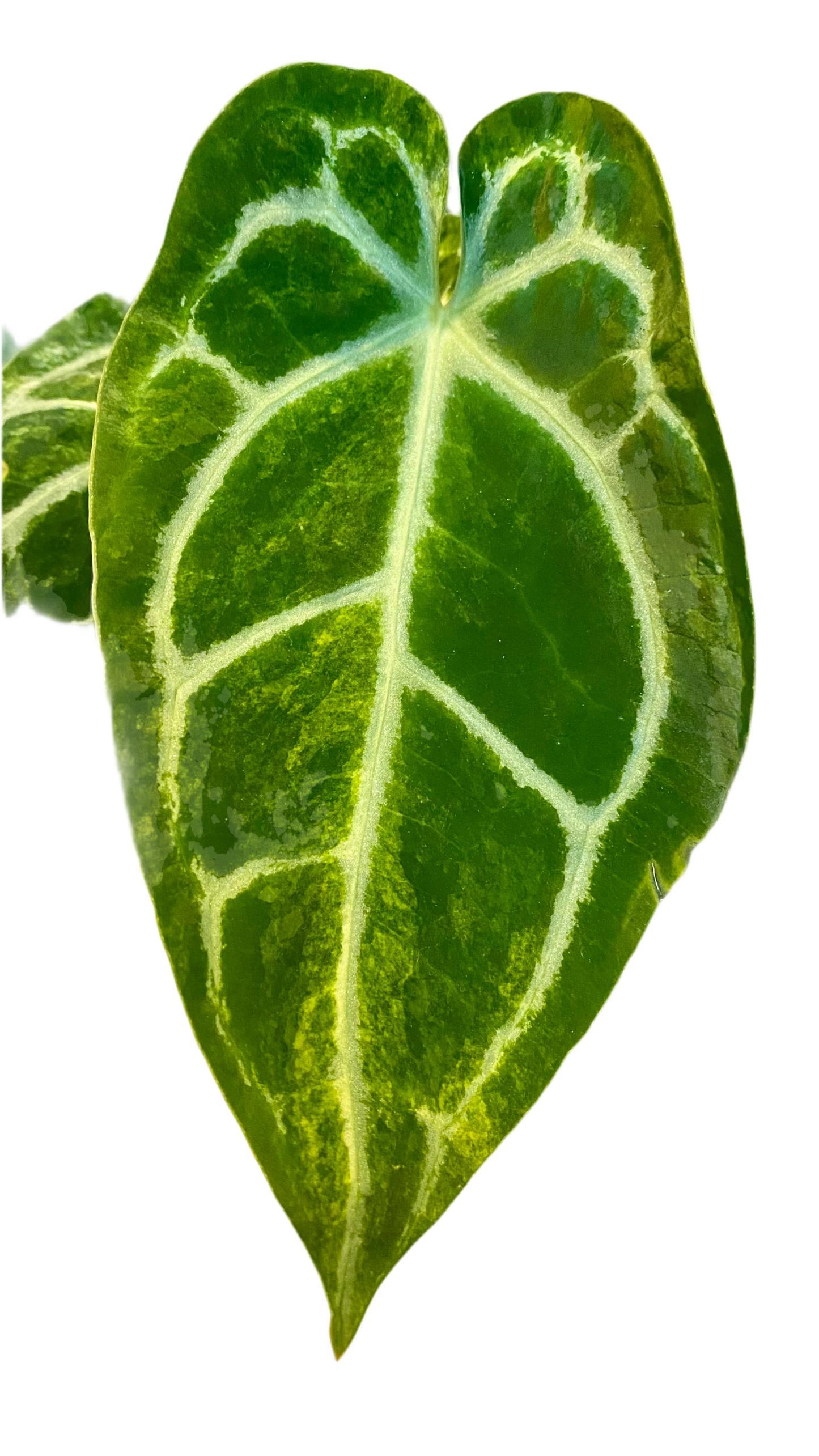 Anthurium Crystallinum hybrid Variegated