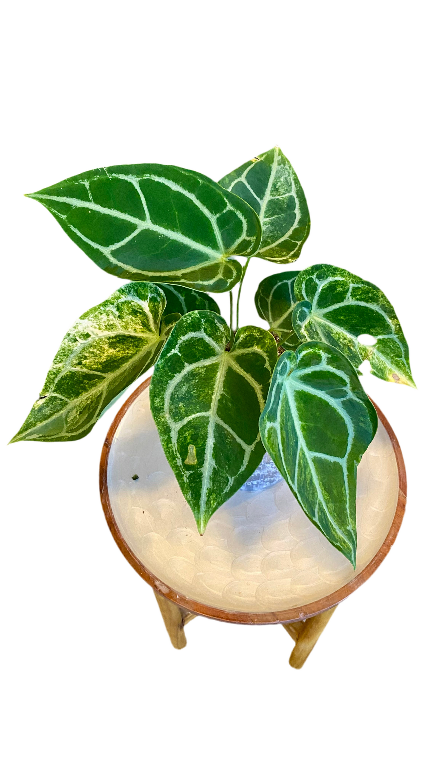 Anthurium Crystallinum hybrid Variegated