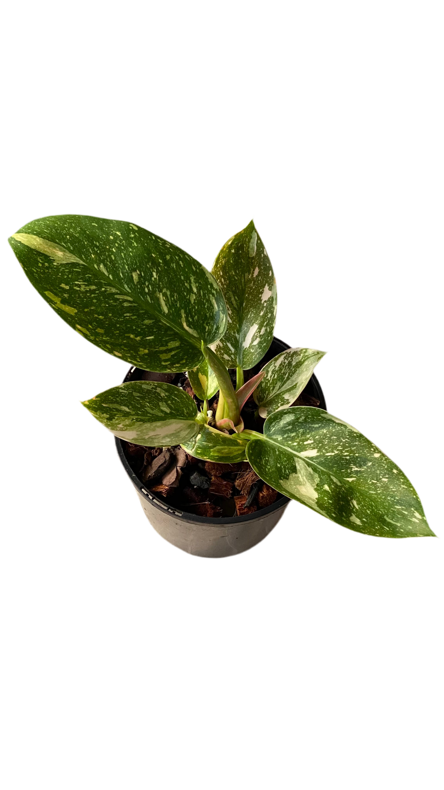 Philodendron Green Congo Nuclear
