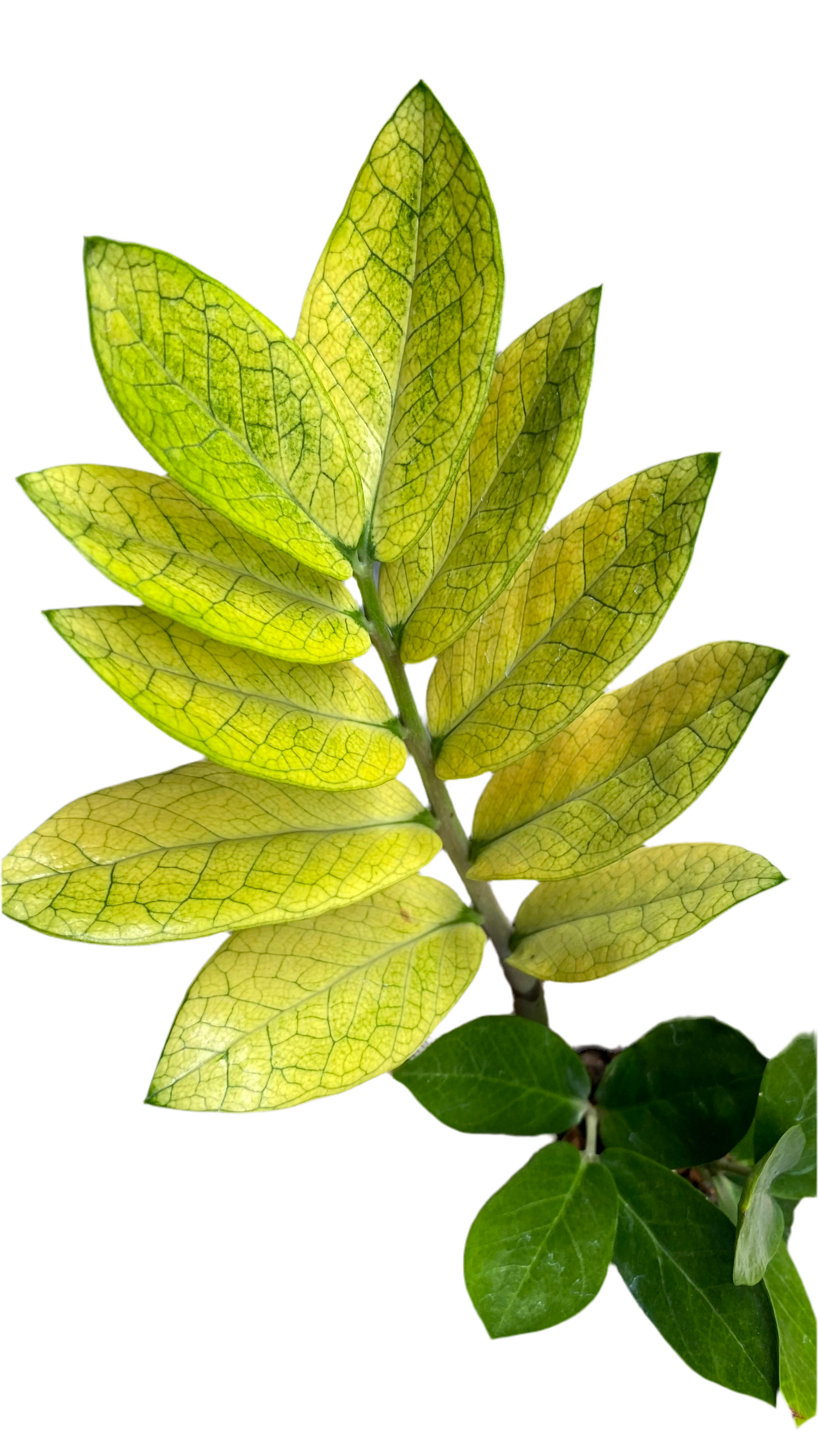 Zamioculcas Zamiifolia - Akebono