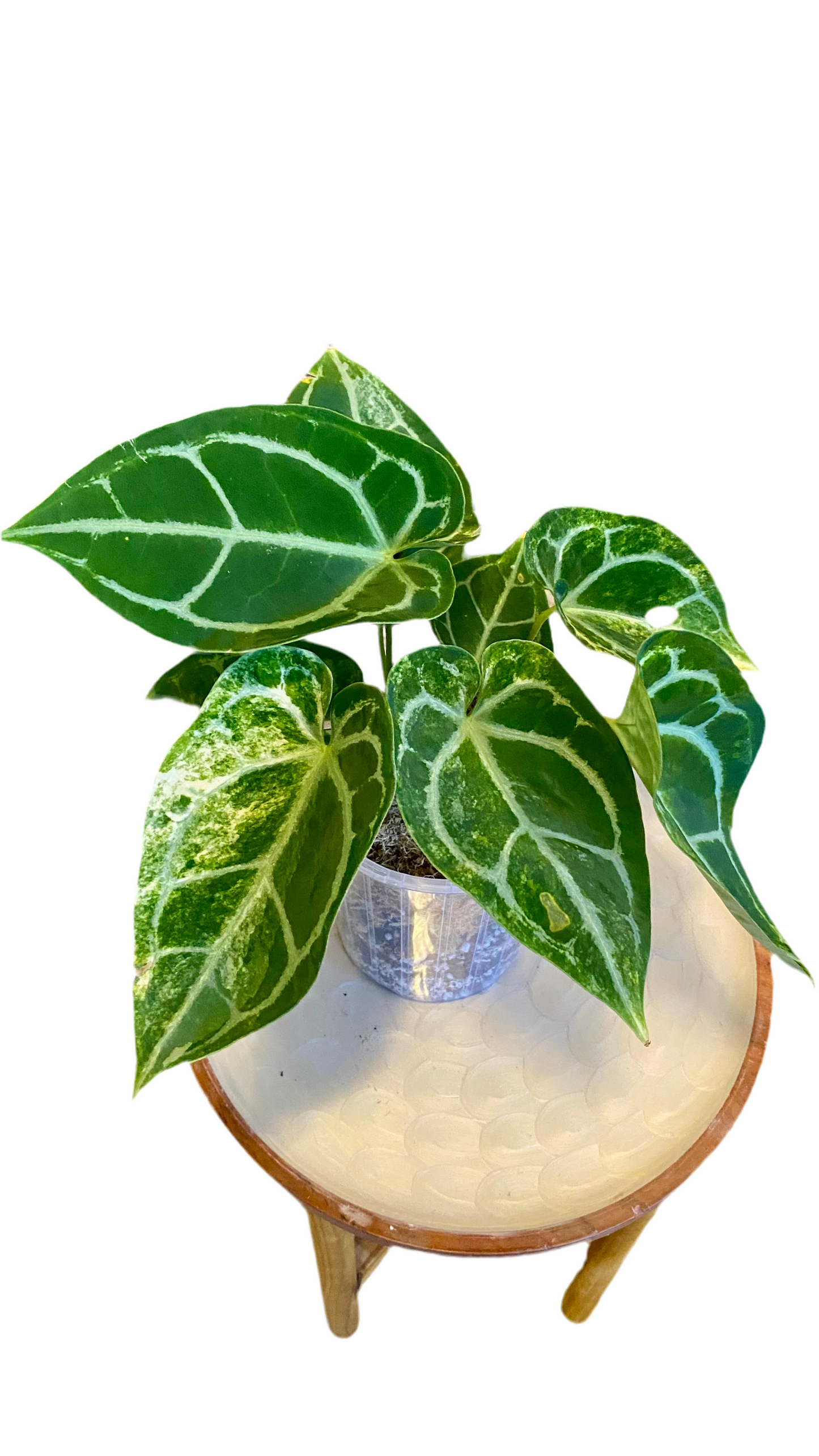 Anthurium Crystallinum hybrid Variegated