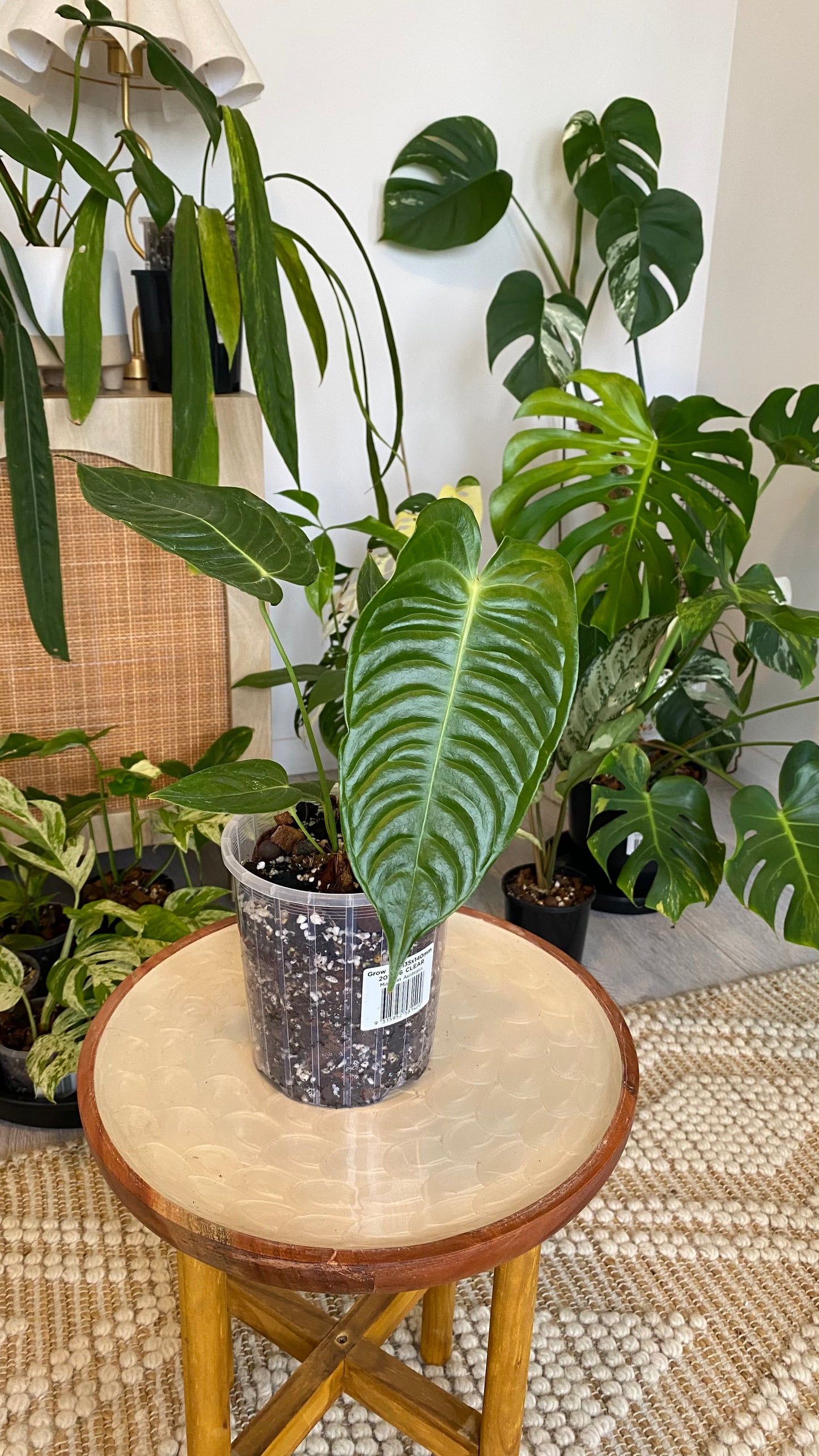 King Anthurium Veitchii - Narrow Form