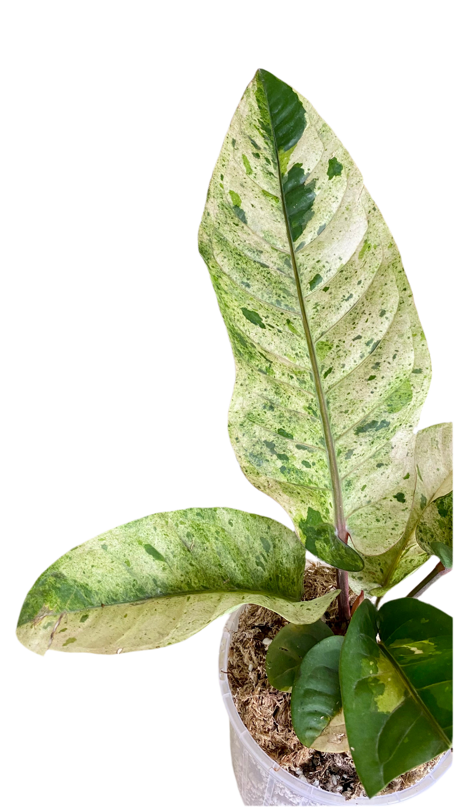Anthurium Hookeri Variegated