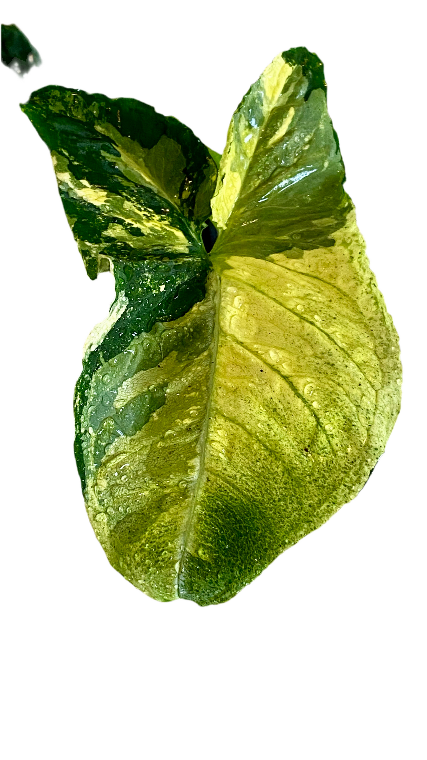 Syngonium Scrambled Eggs