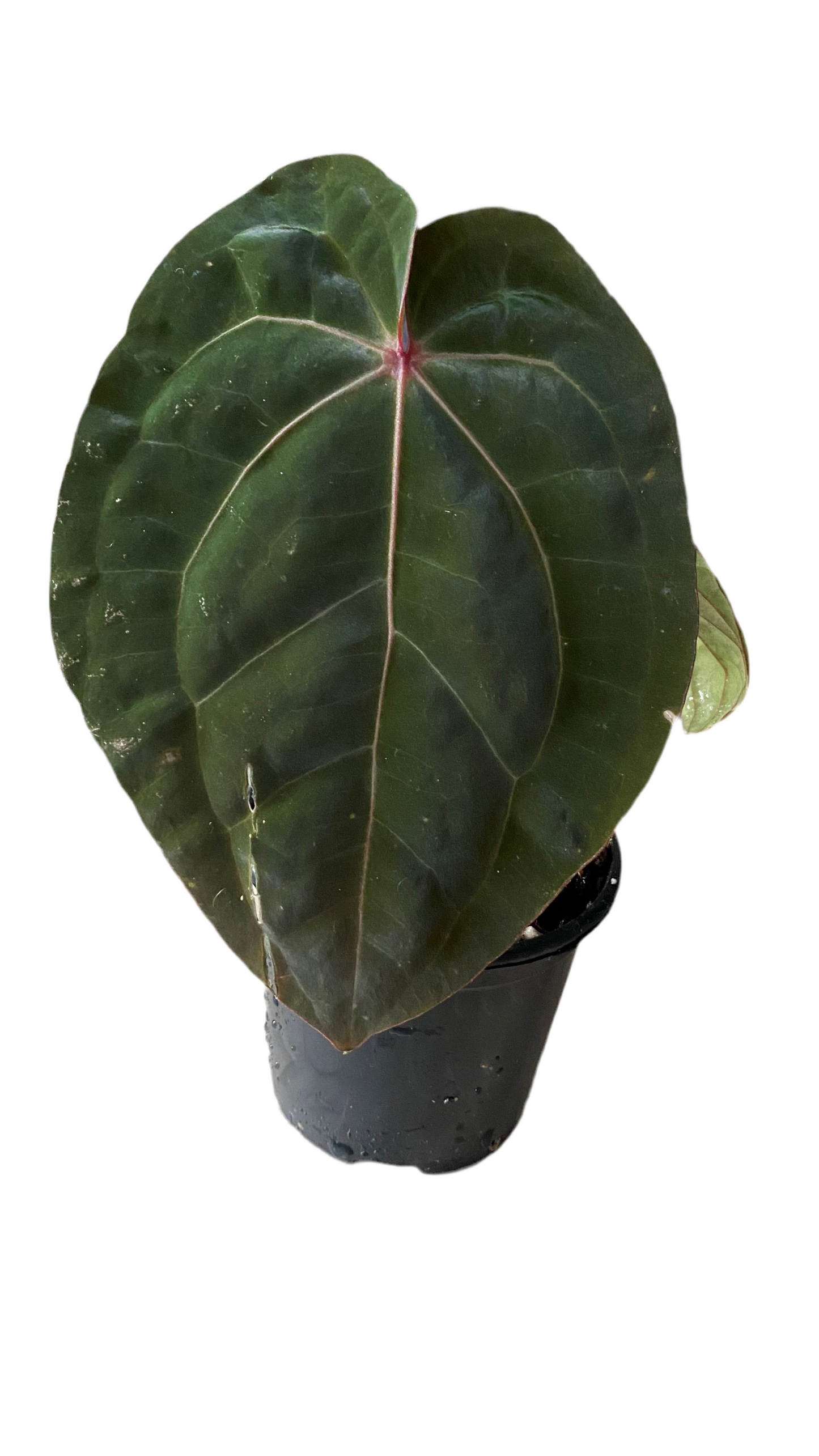 Anthurium Hoffmannii Red Sinus 'Blood Moon'