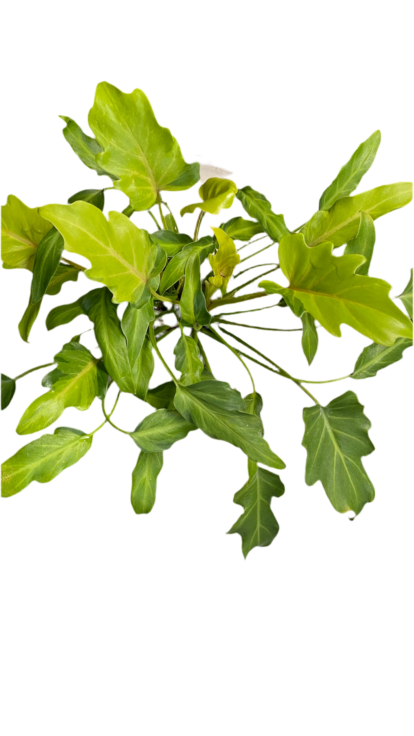 Philodendron Xanadu Variegated