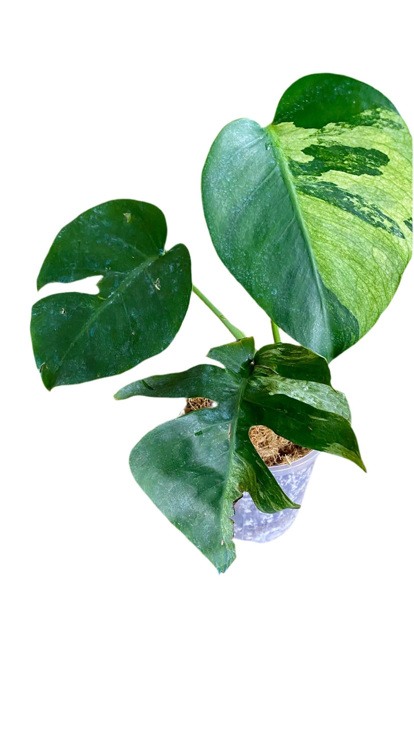 Monstera Jungle Mint