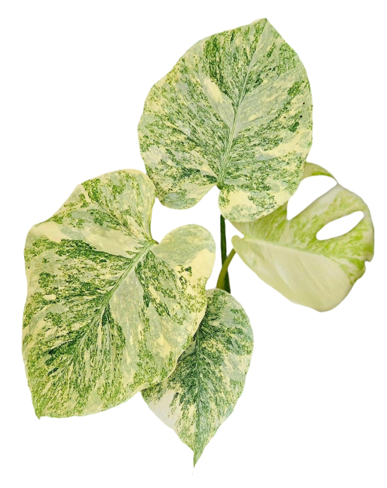 Monstera Deliciosa Legacy Variegated
