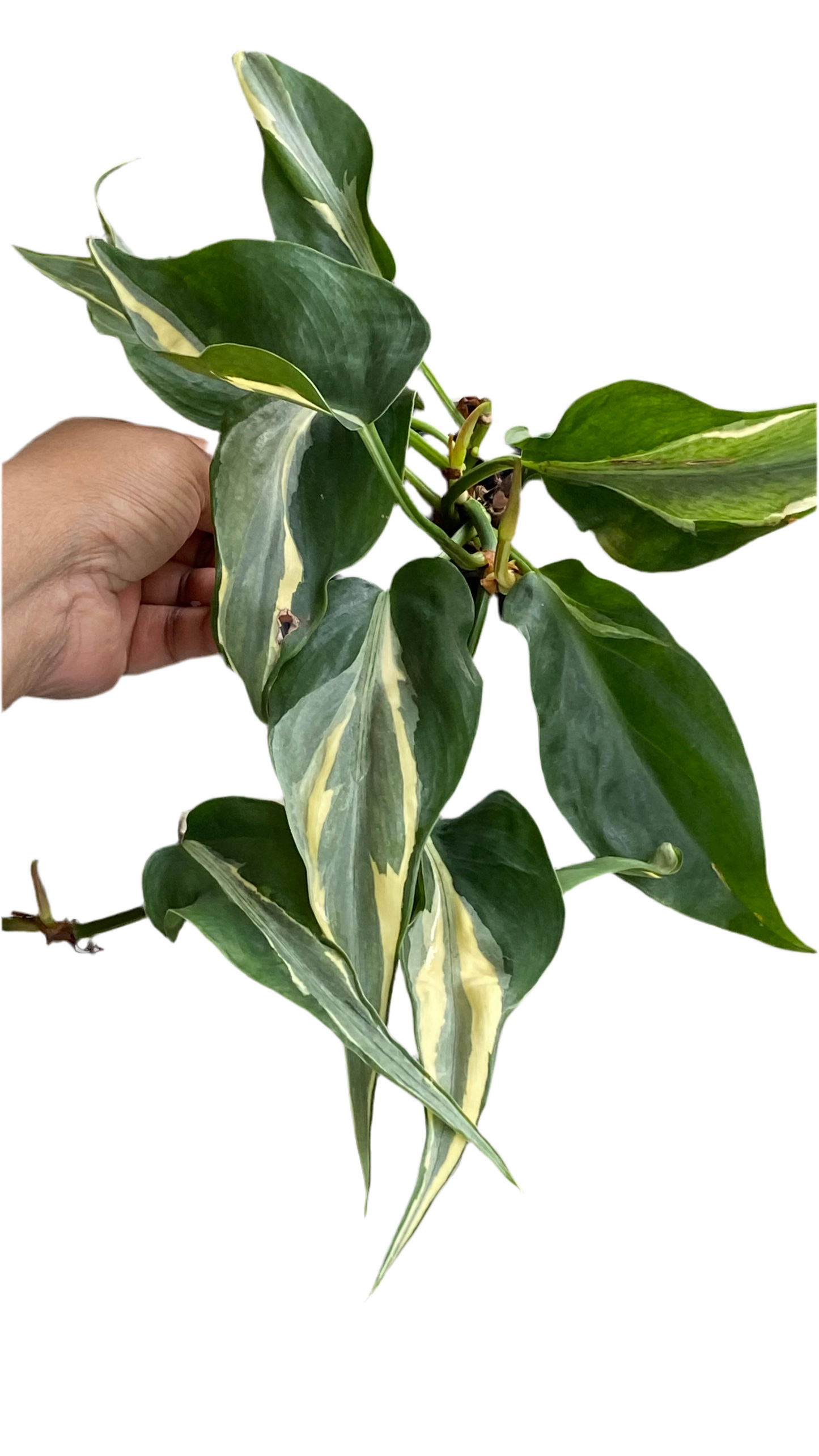 Philodendron Hederaceum - Rio