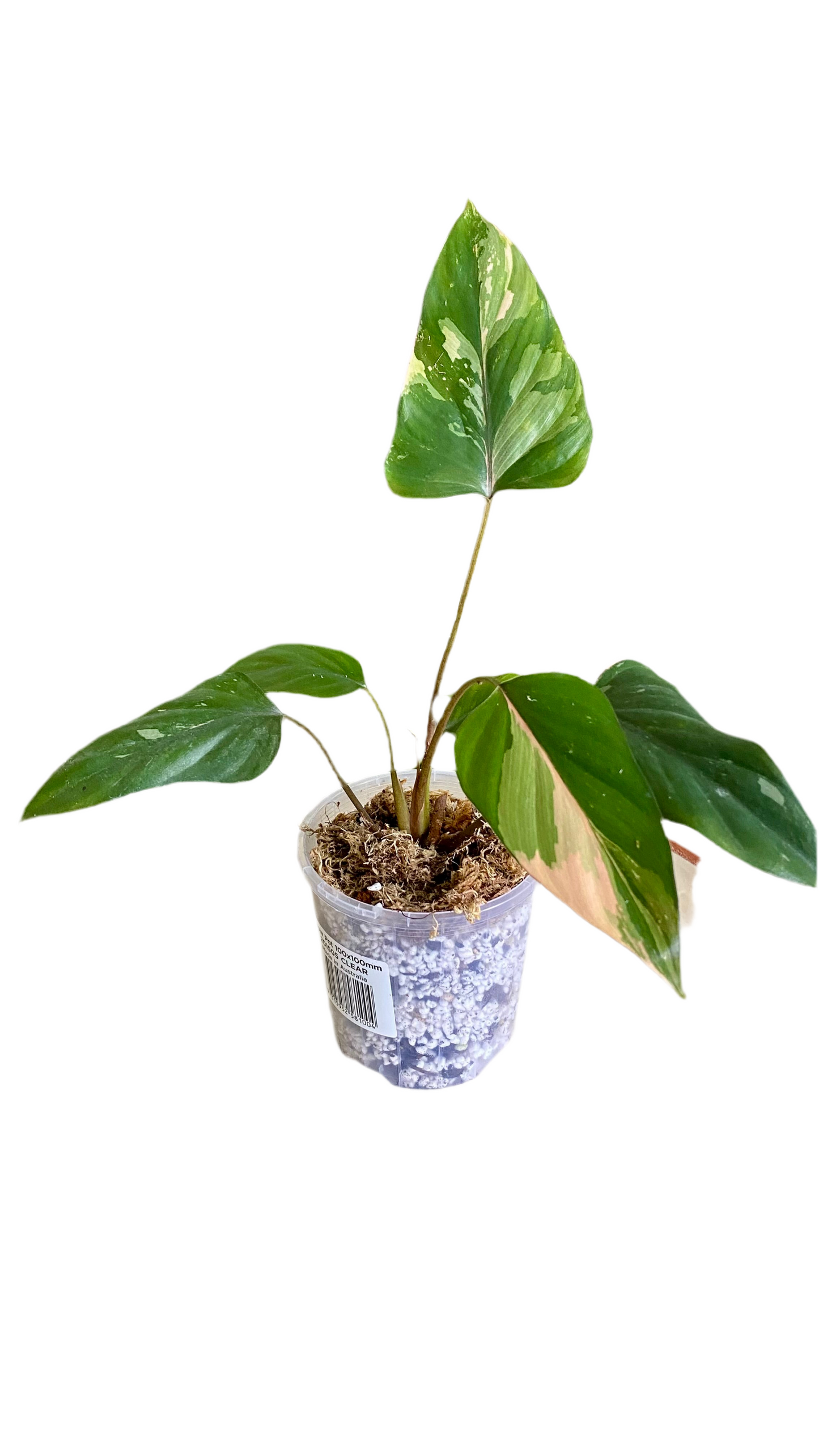 Homalomena Pink Diamond Variegated