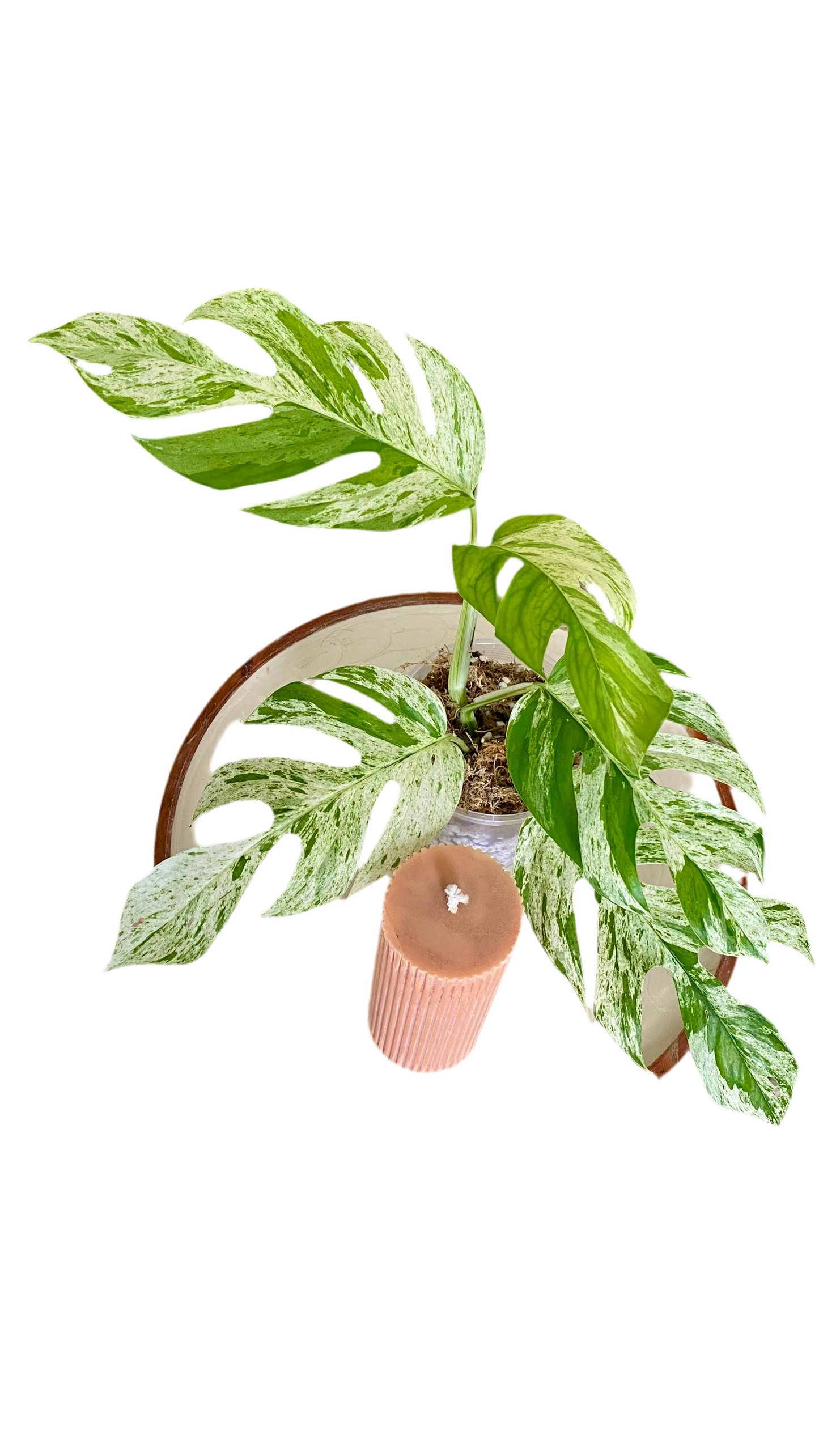Epipremnum Pinnatum Marble Variegated